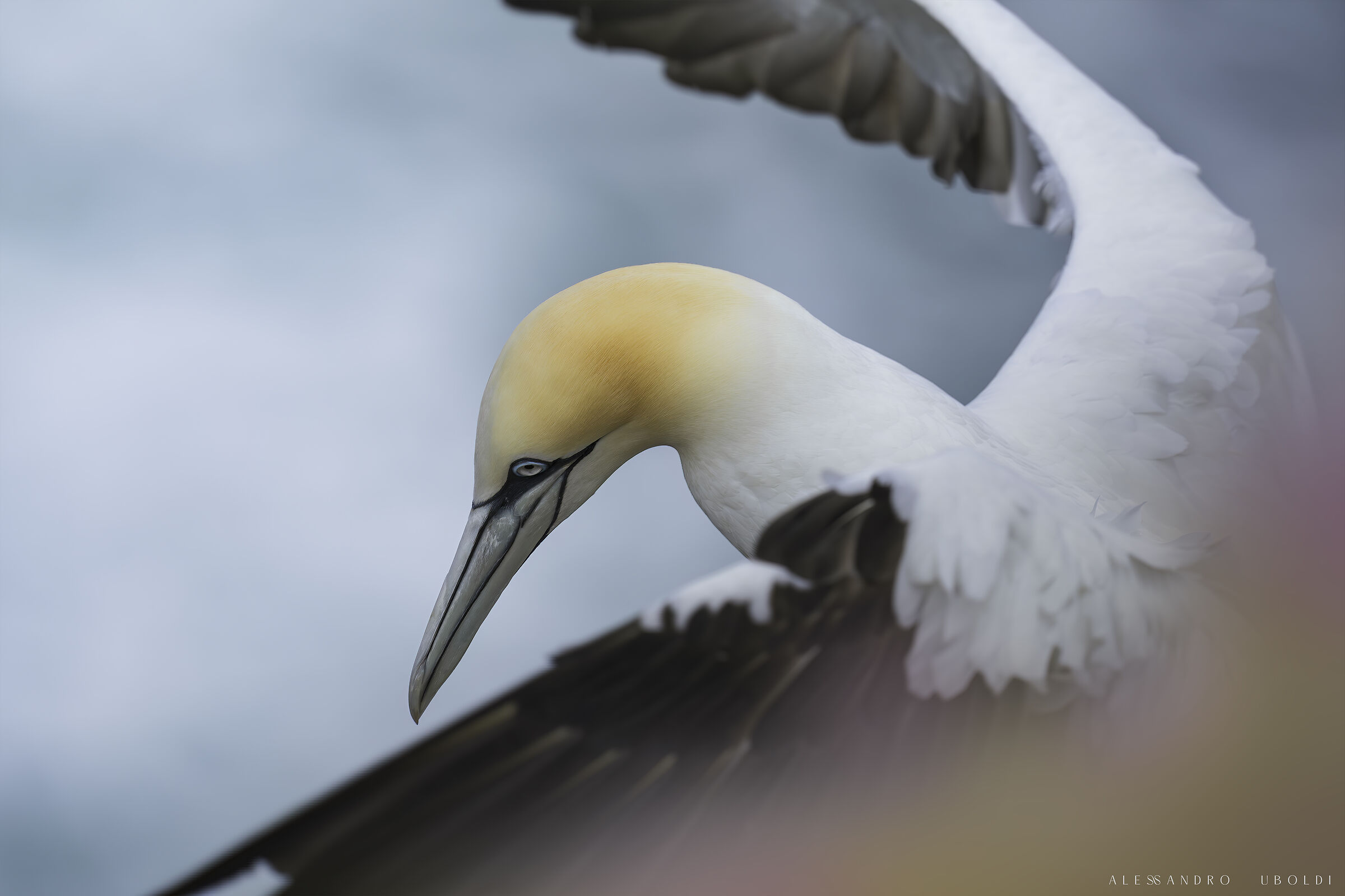 Gannets