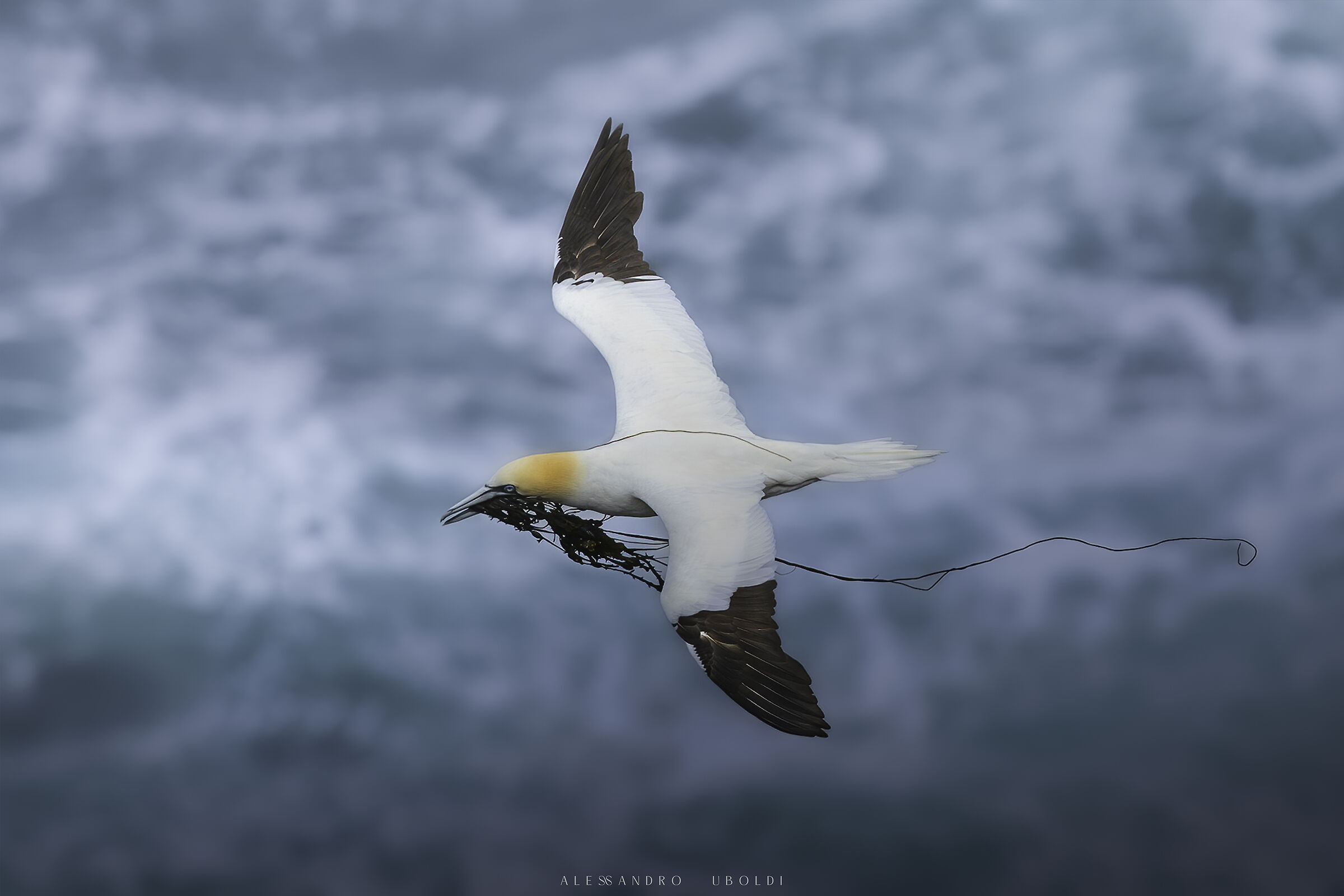 Gannets