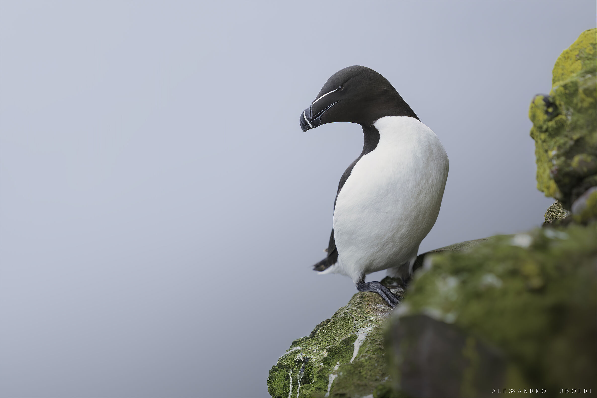 Razorbill