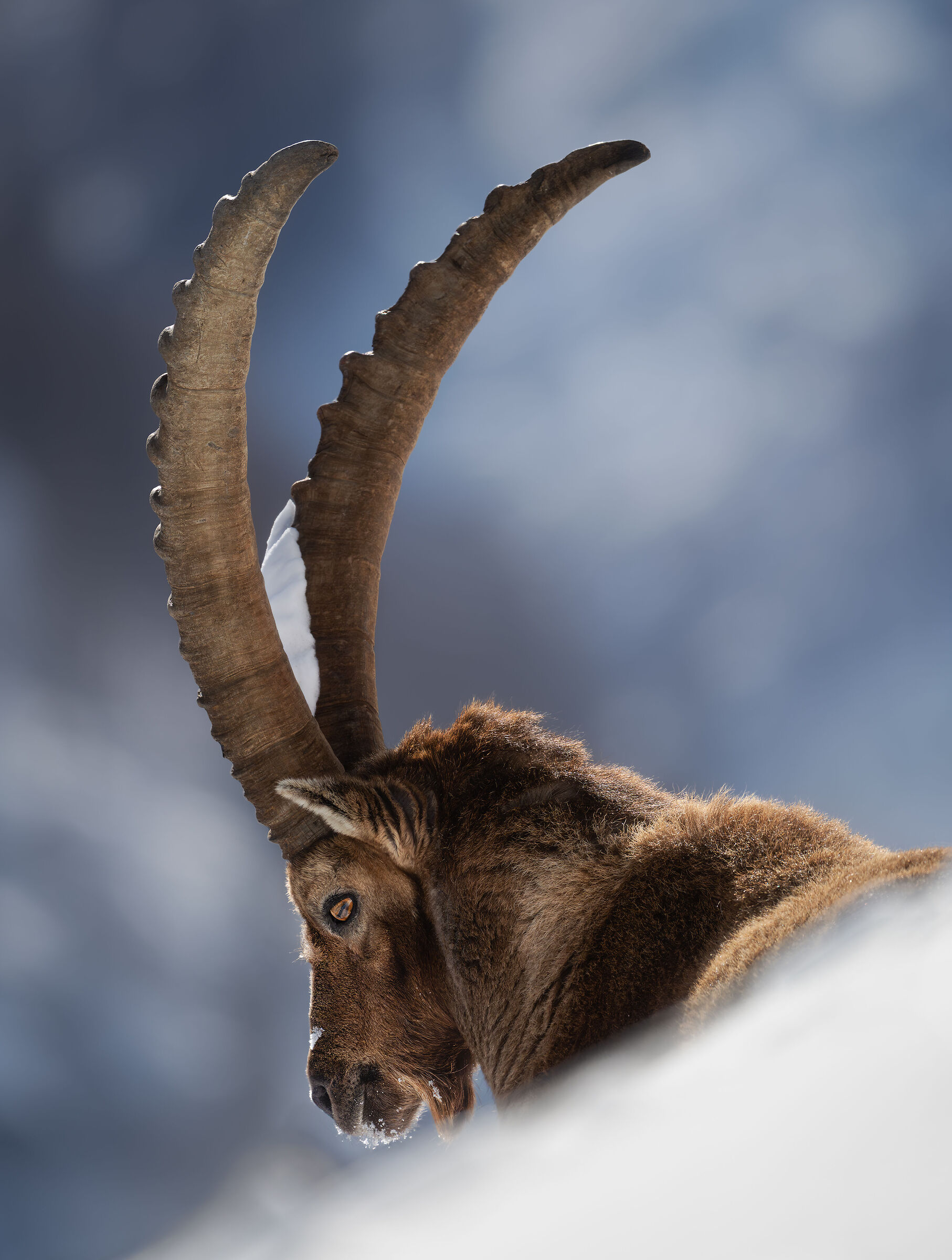Ibex
