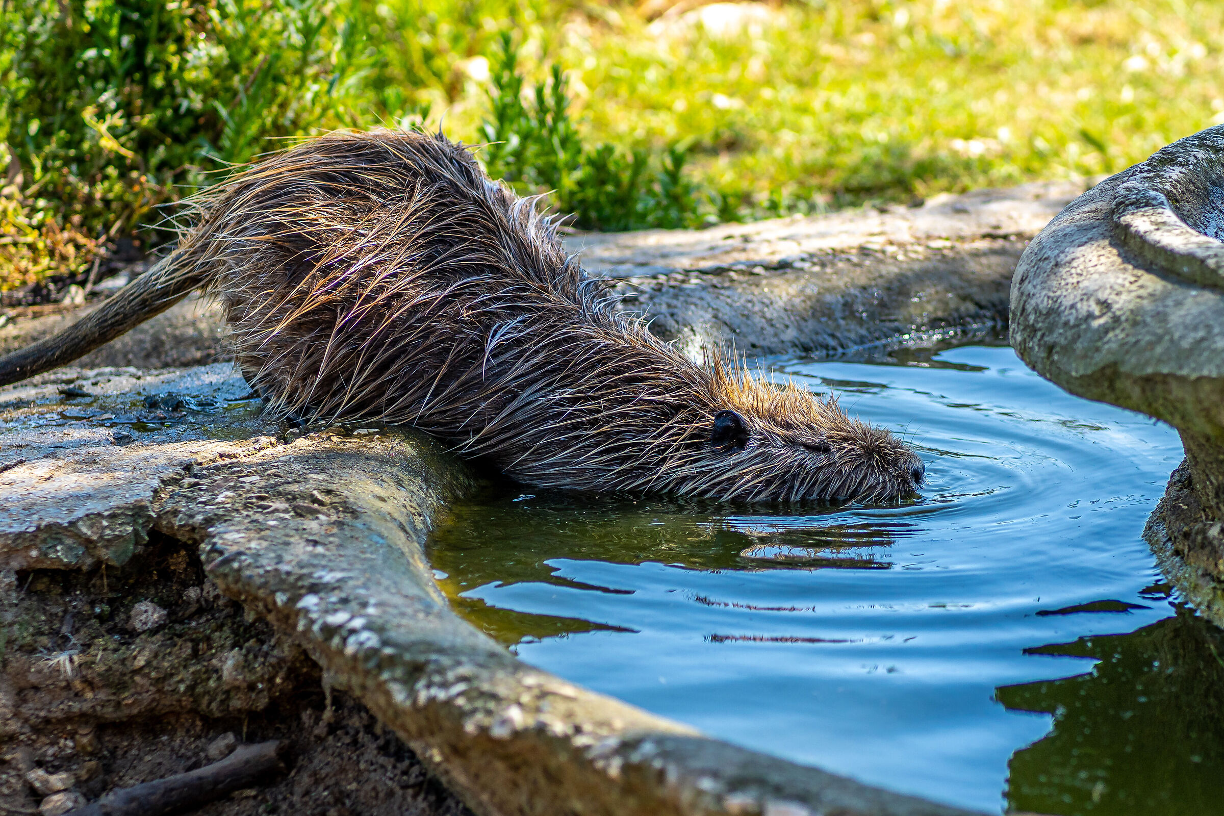 Nutria in relaxation