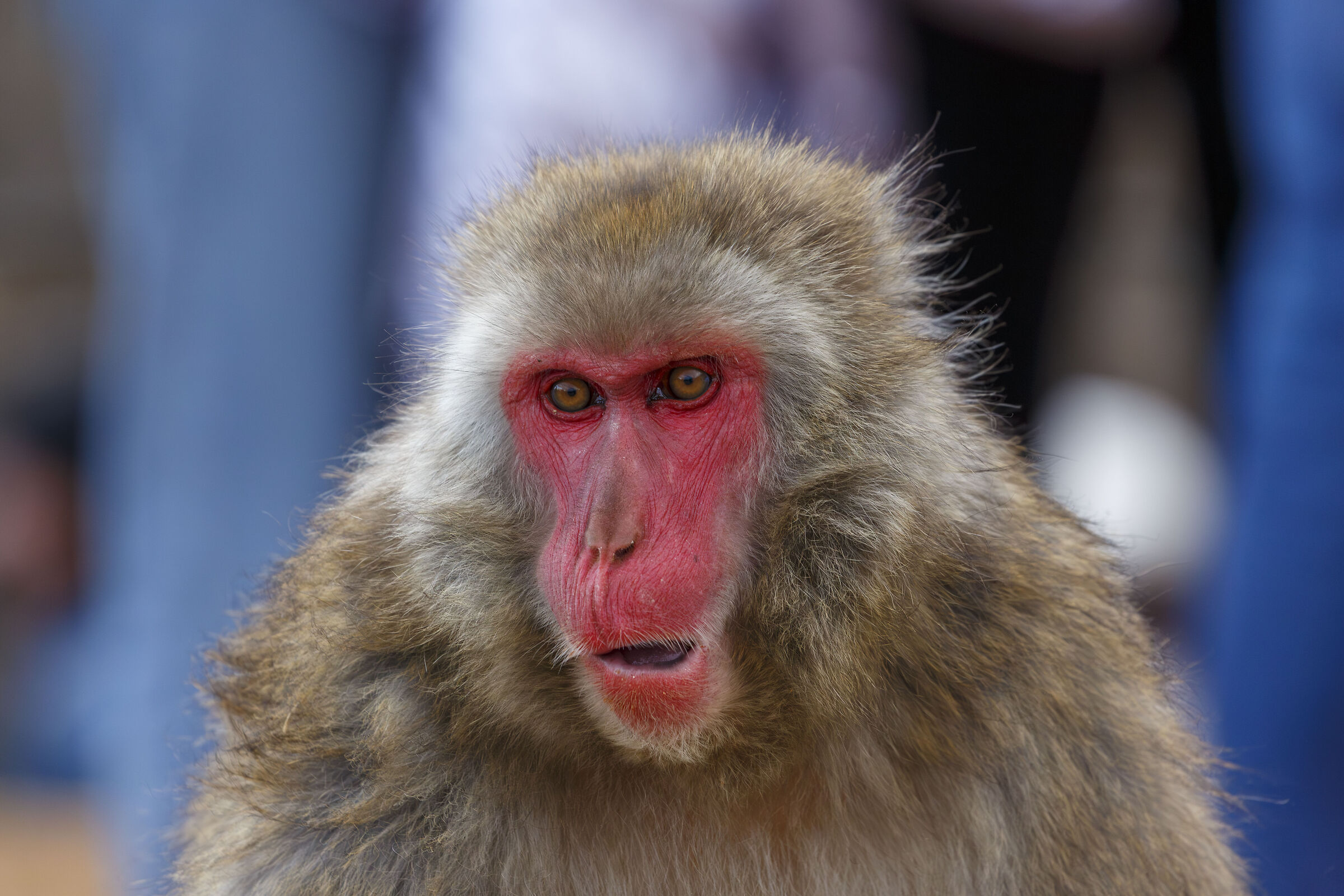 Macaco giapponese