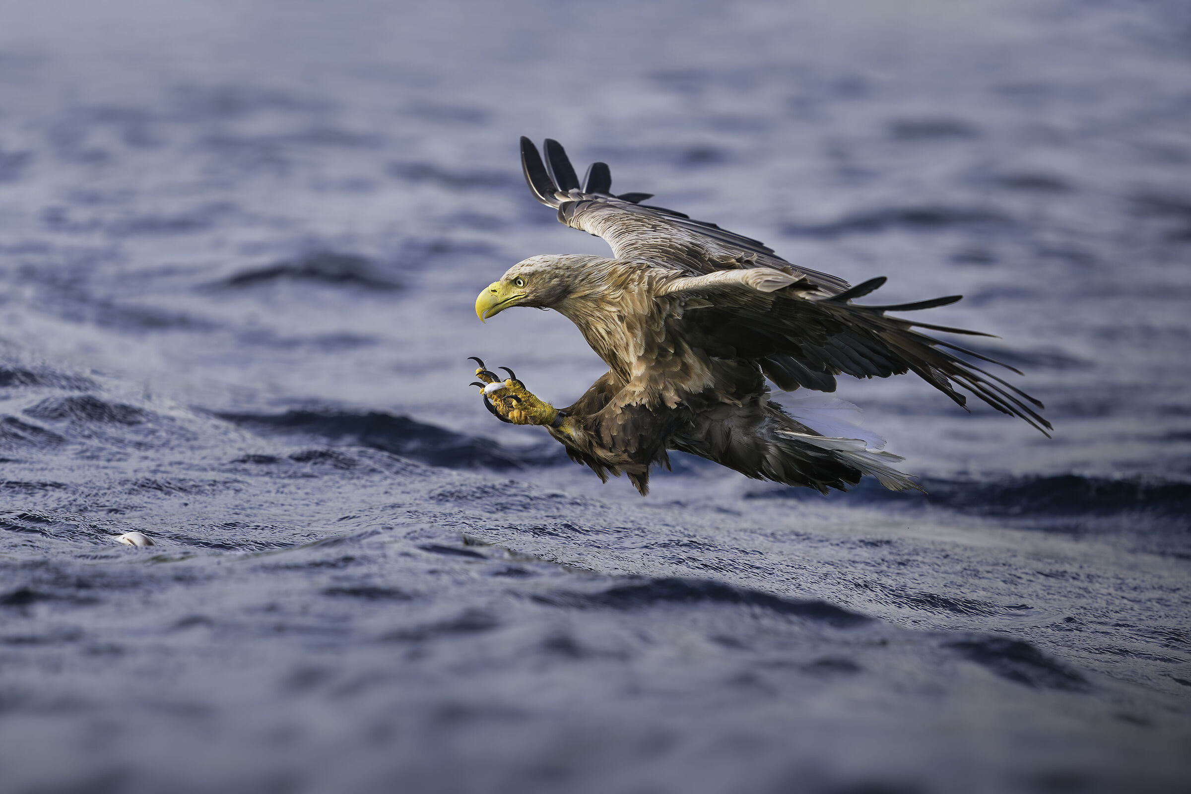 White-tailed sea eagle fishing