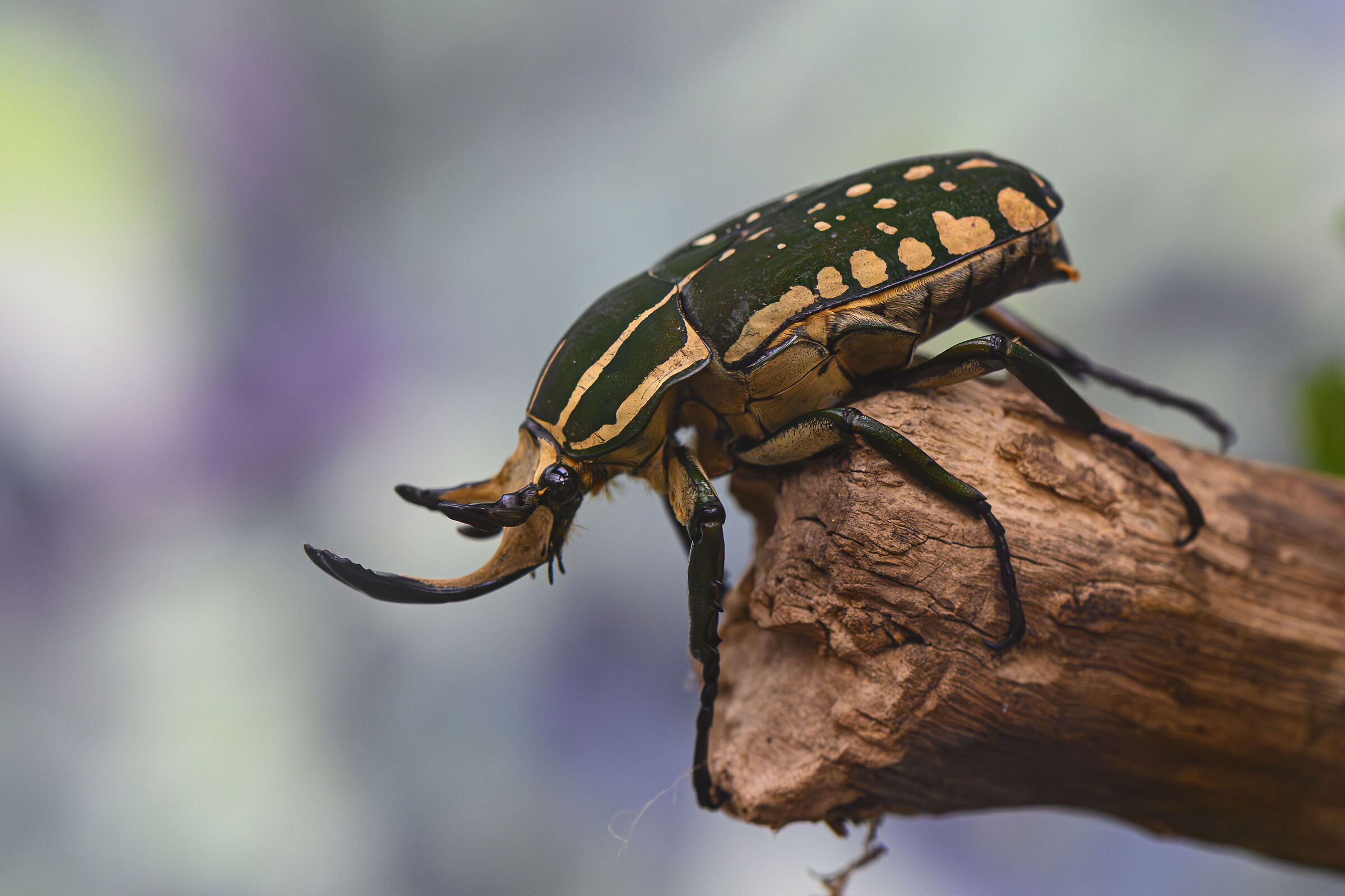 Mecynorhina polyphemus