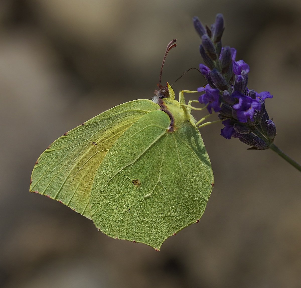 Gonepteryx rhamni