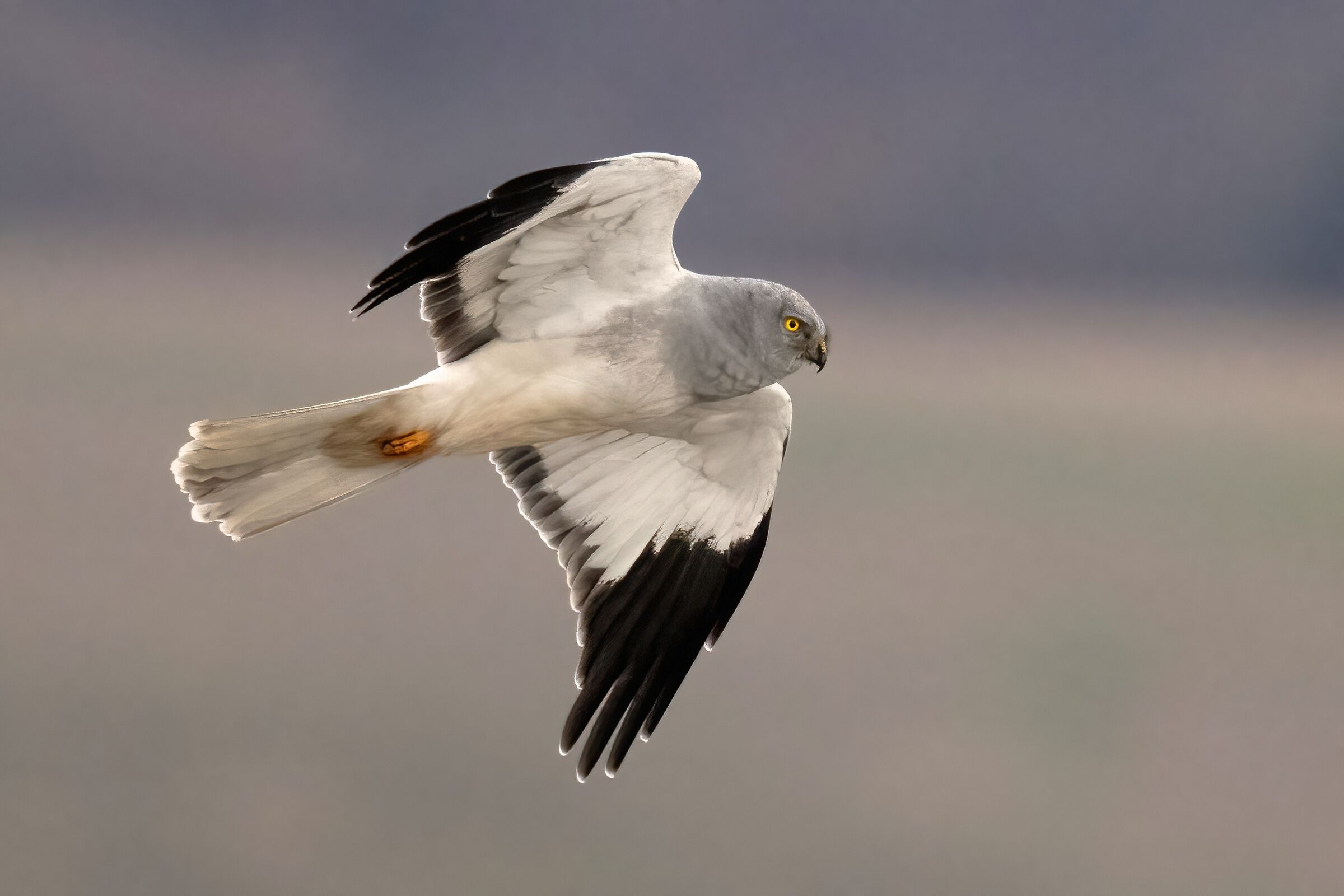 Hen Harrier (Circus cyaneus)