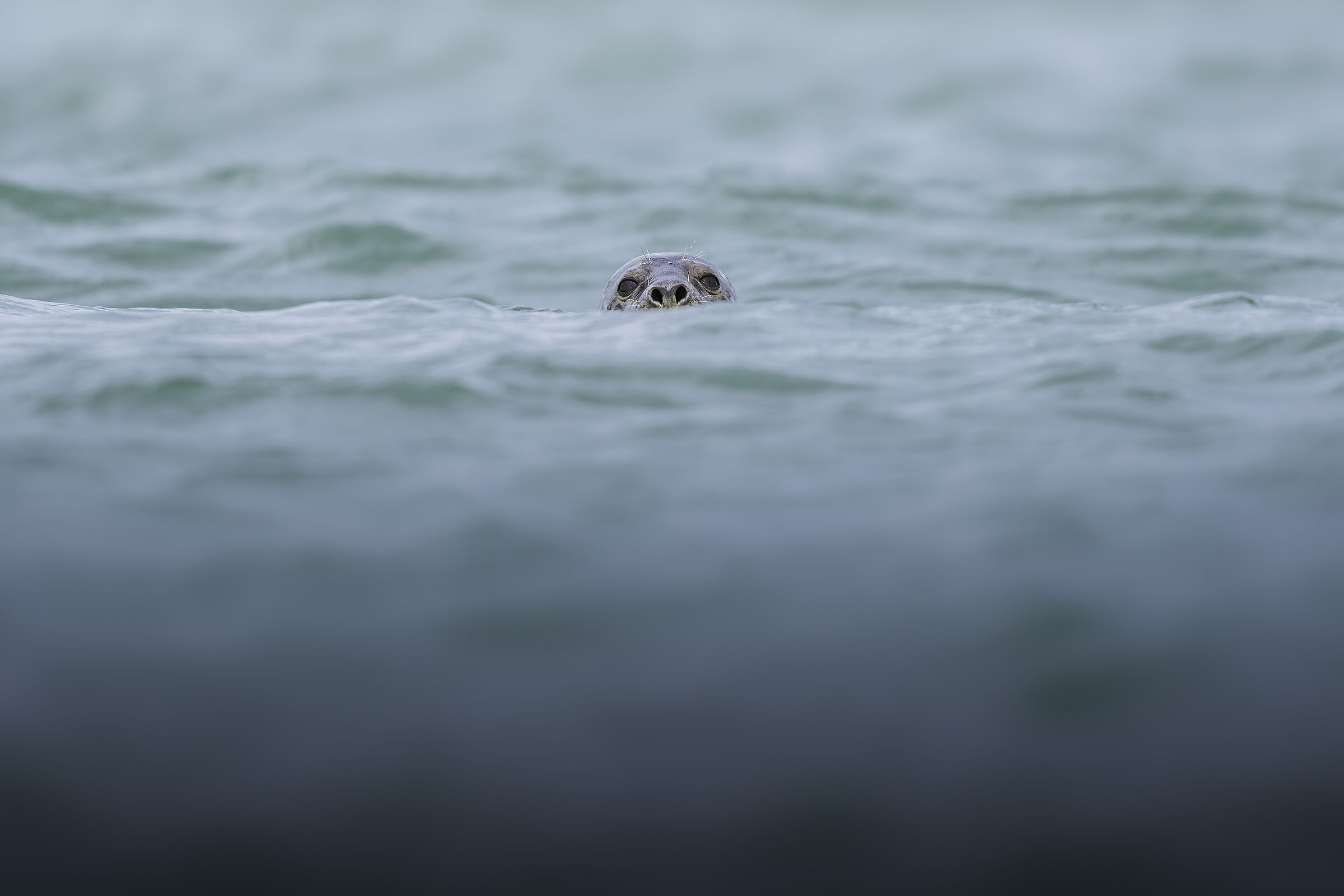 Grey seal