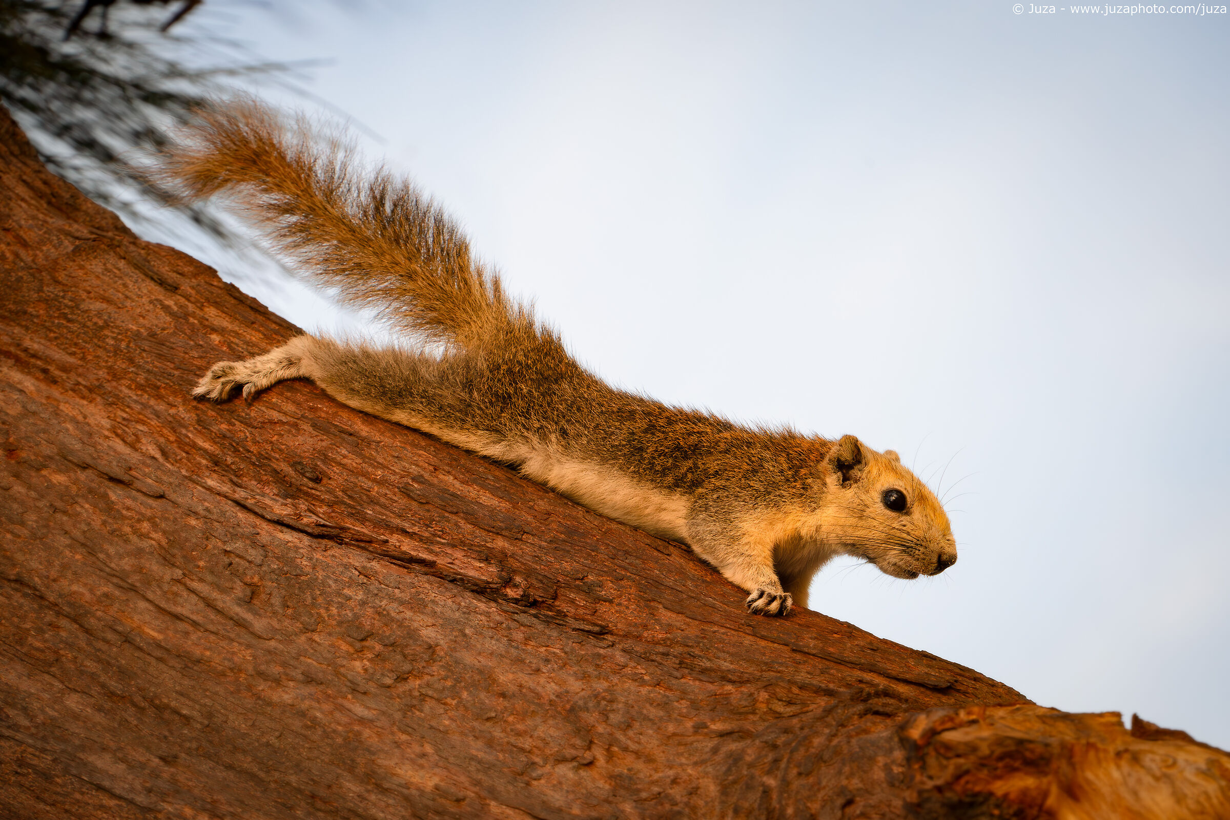 Squirrel in sunset light, Thailand