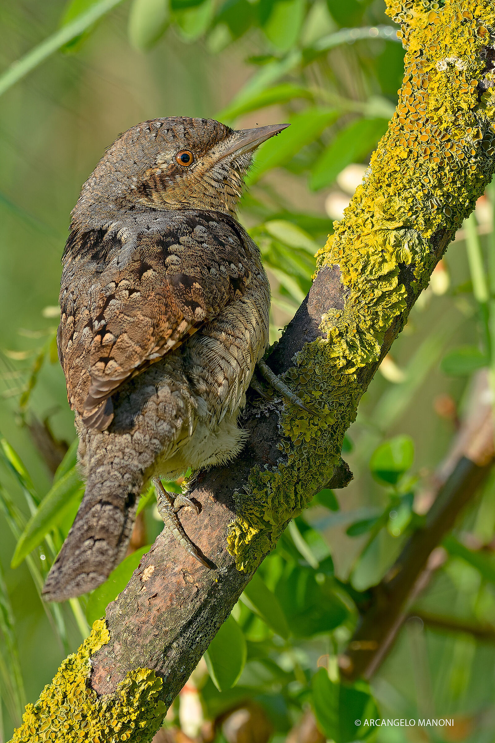 Climbing through the undergrowth