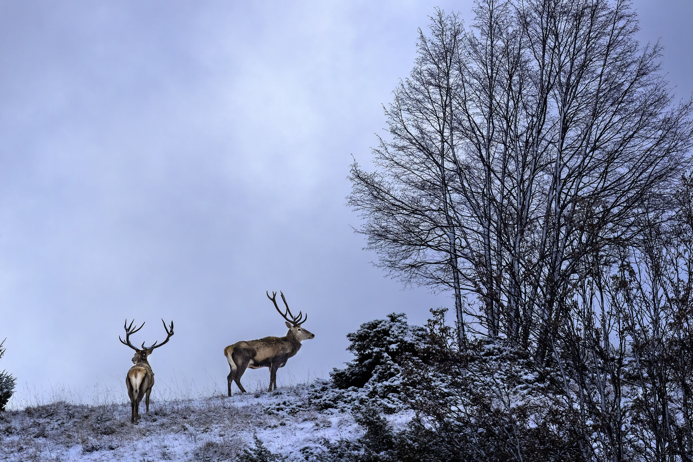 Deer on the snowy ridge