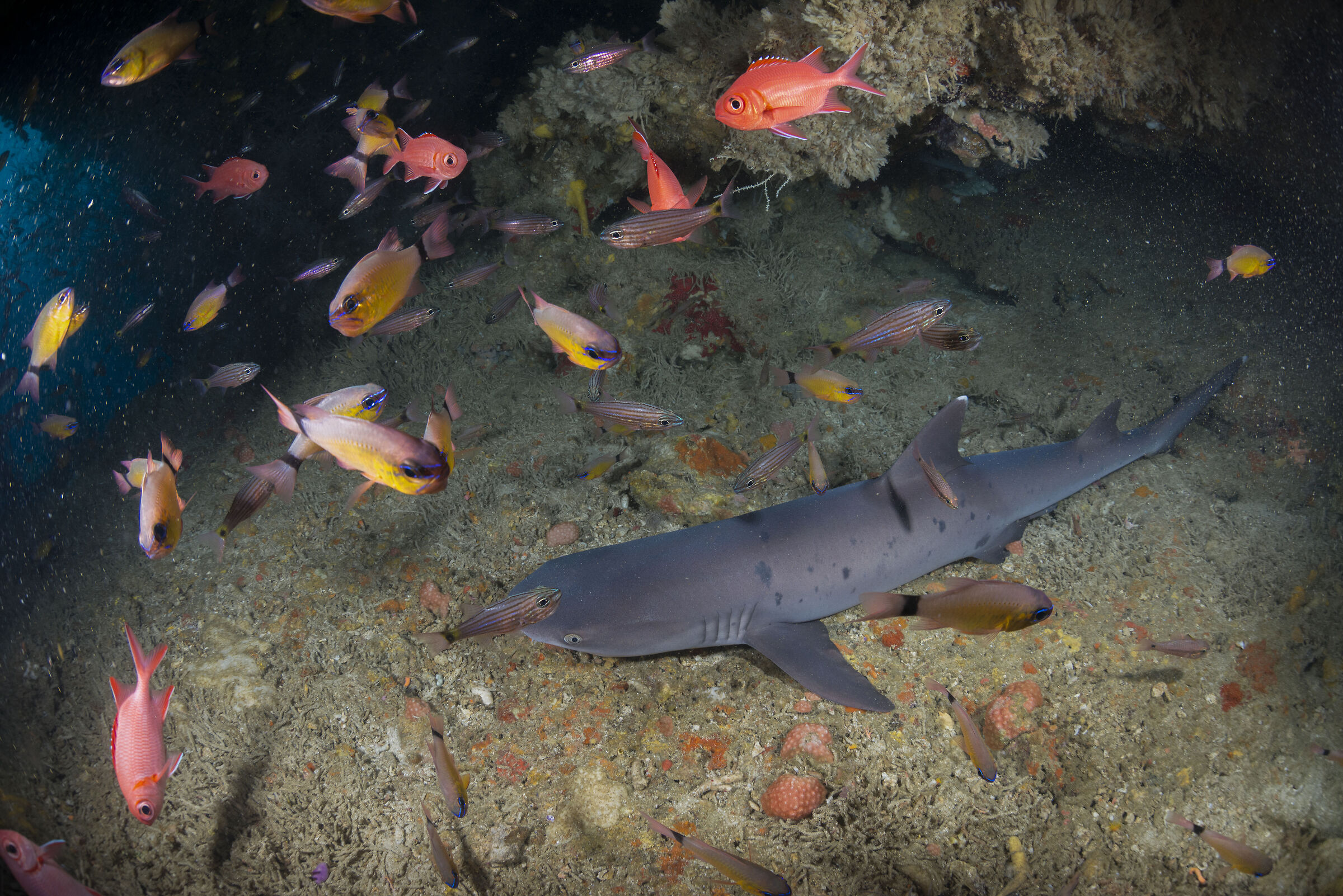 Whitetip Shark
