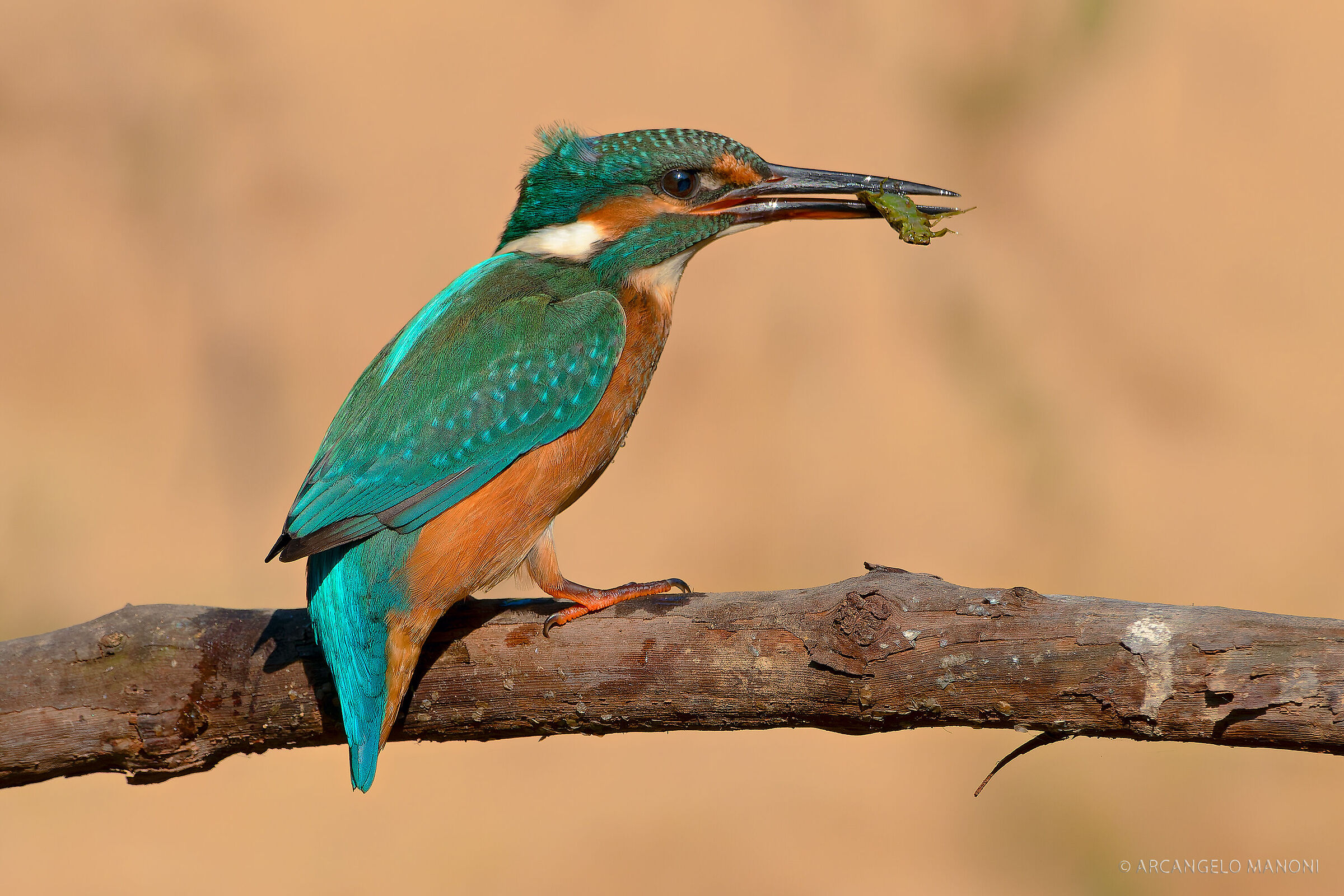 Ai martini piacciono anche gli insetti