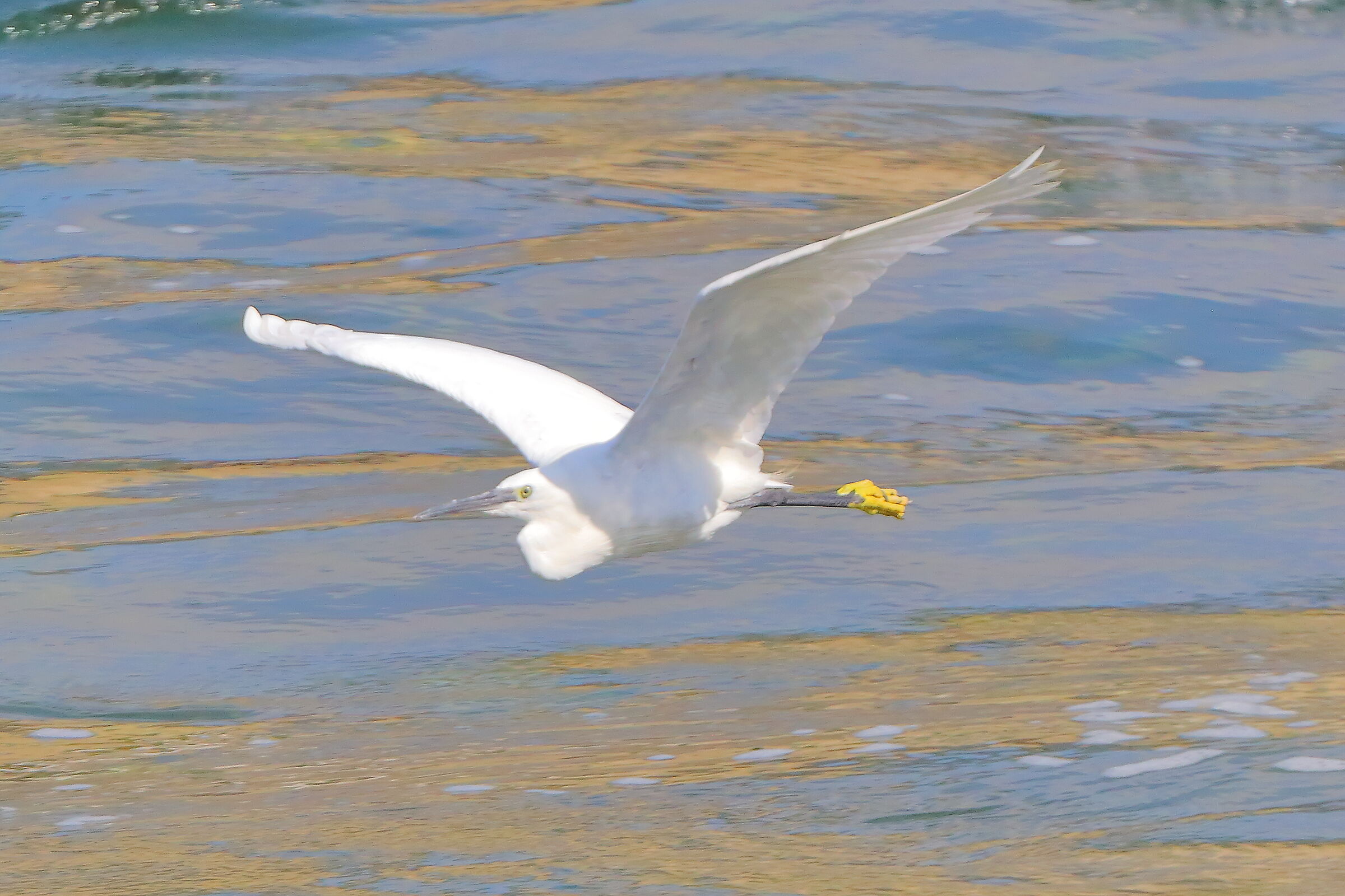 Garzetta 16 settembre 2025 - 0120