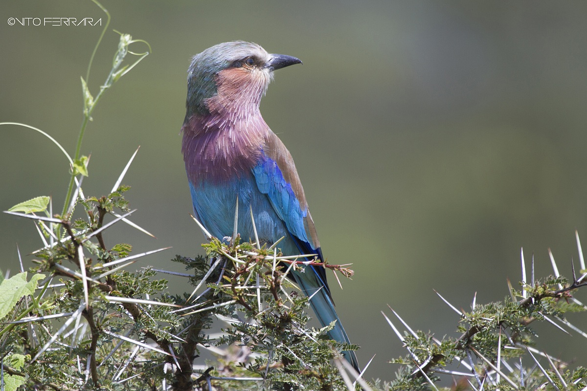 La Ghiandaia marina pettolilla