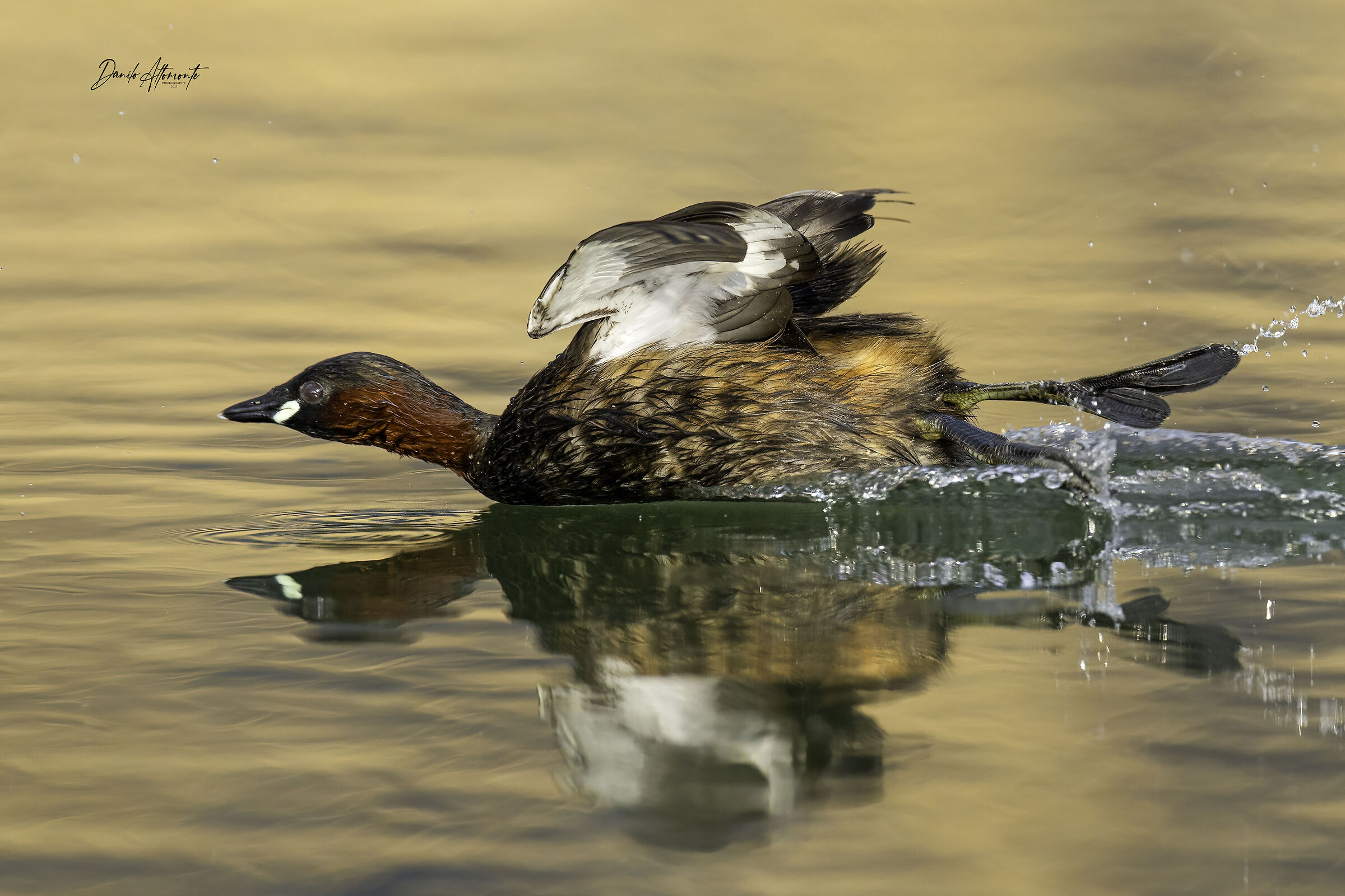 Little Grebe