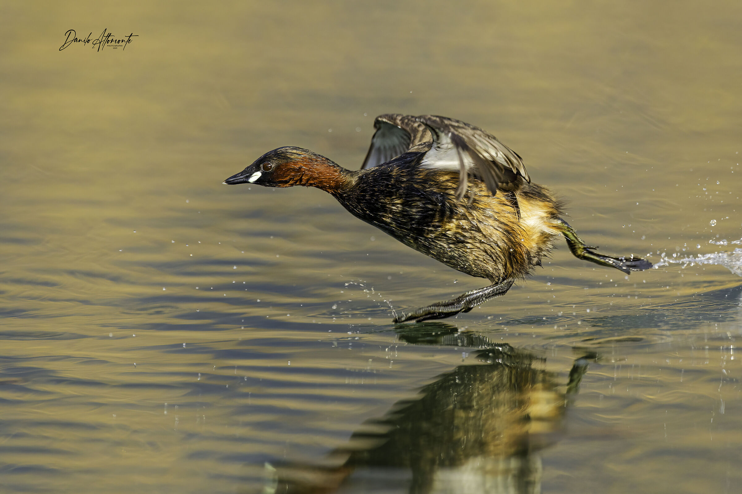 Little Grebe