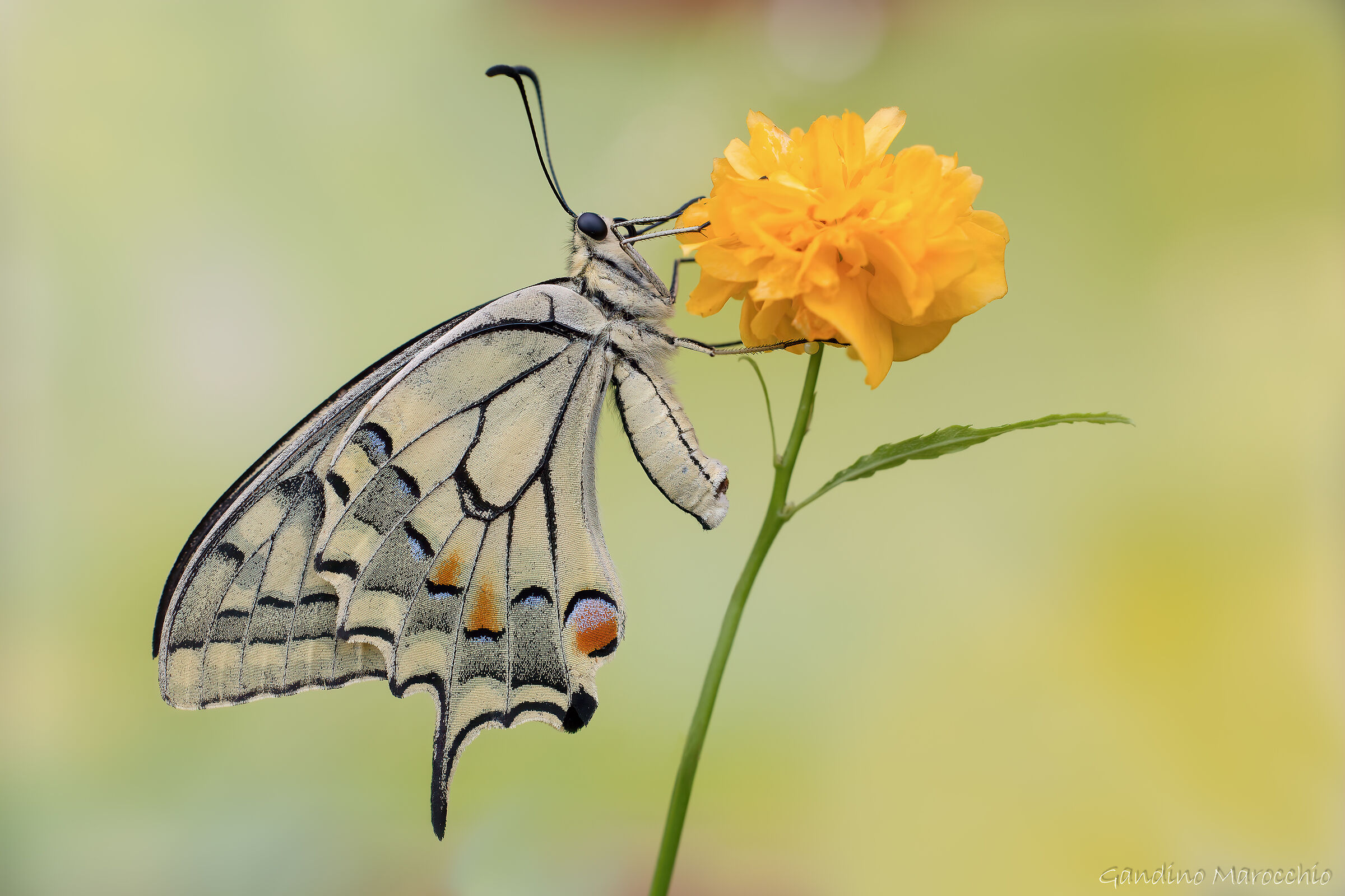 Papilio Machaon
