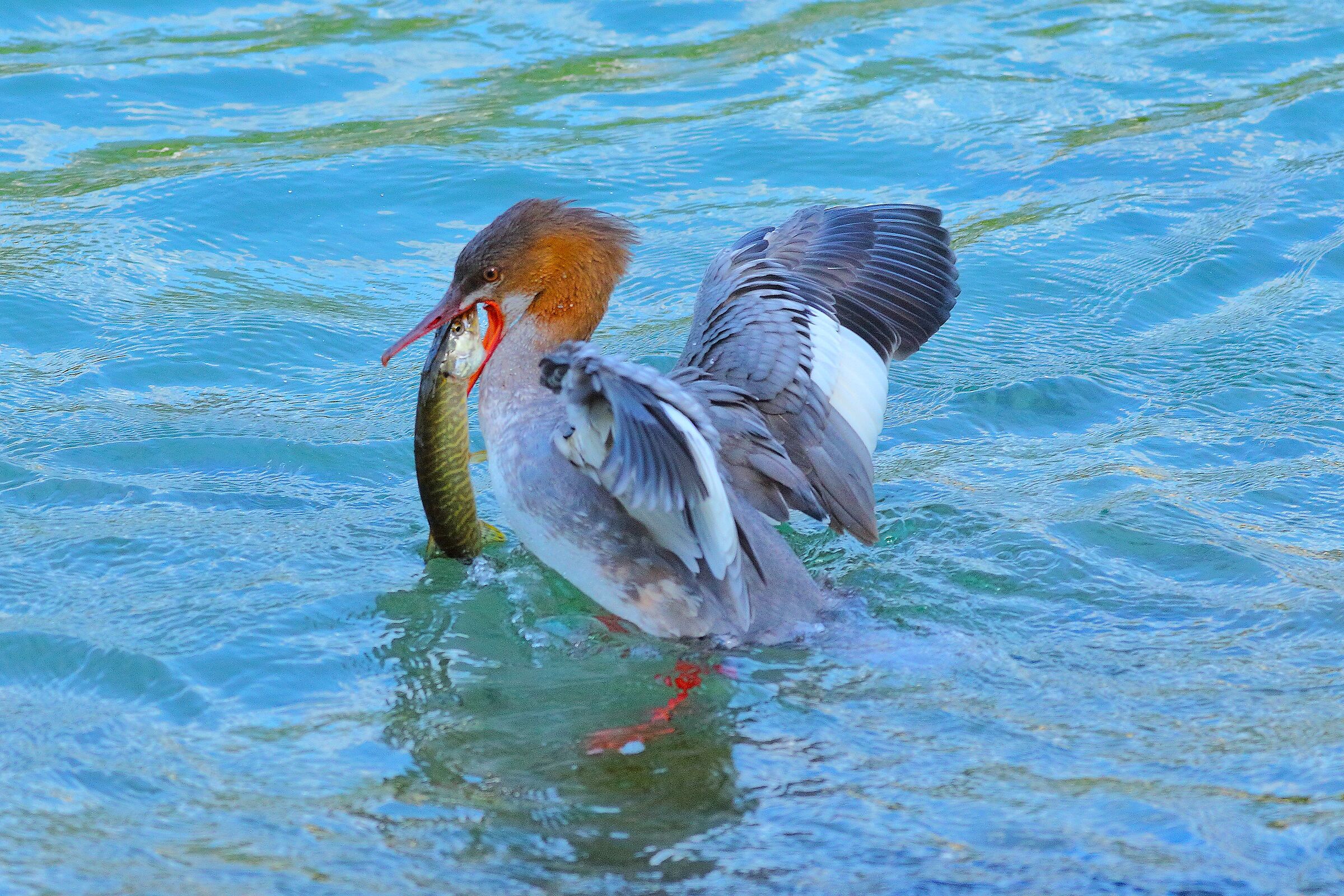 Smergo F 17 settembre 2025 - 0002