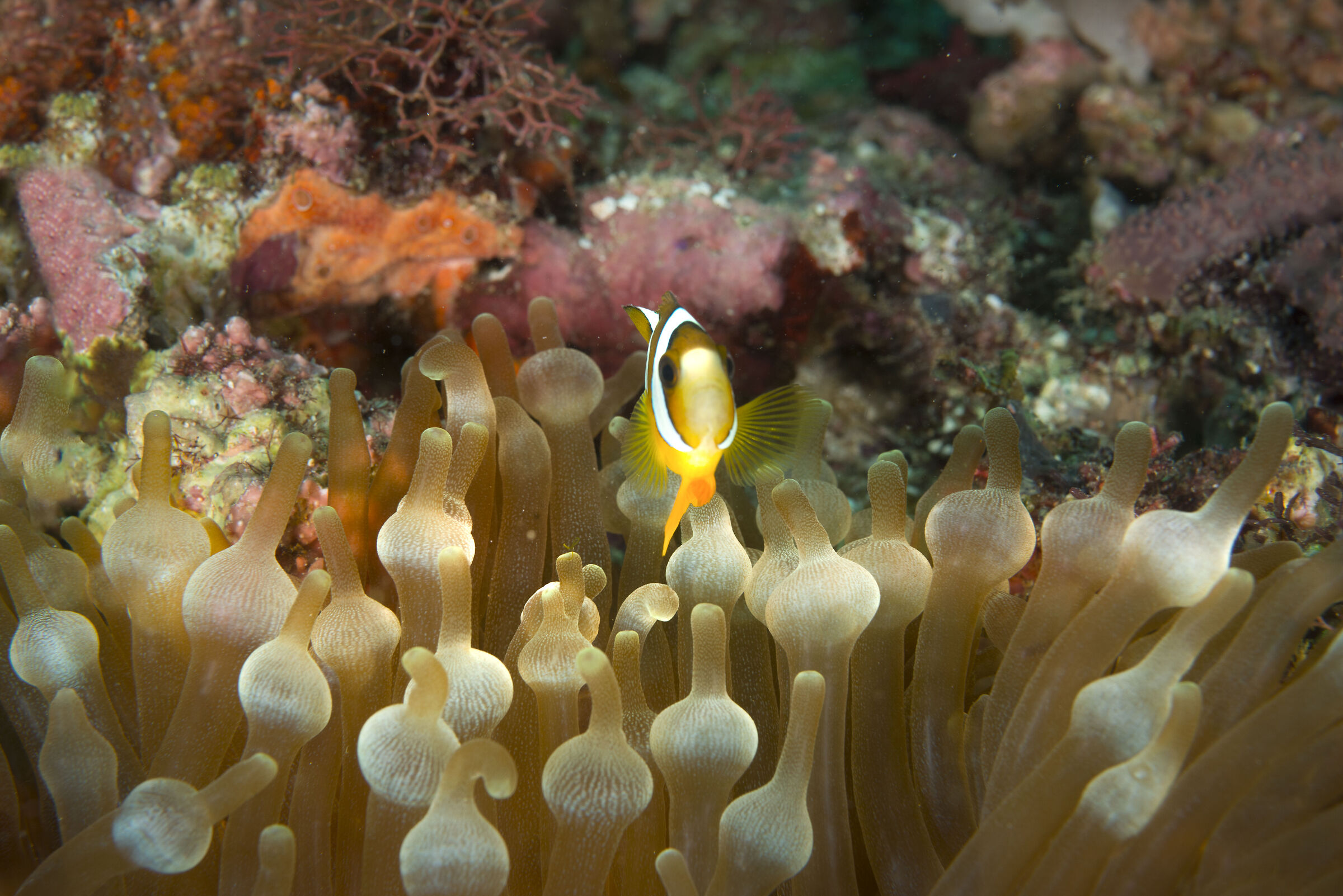Clownfish