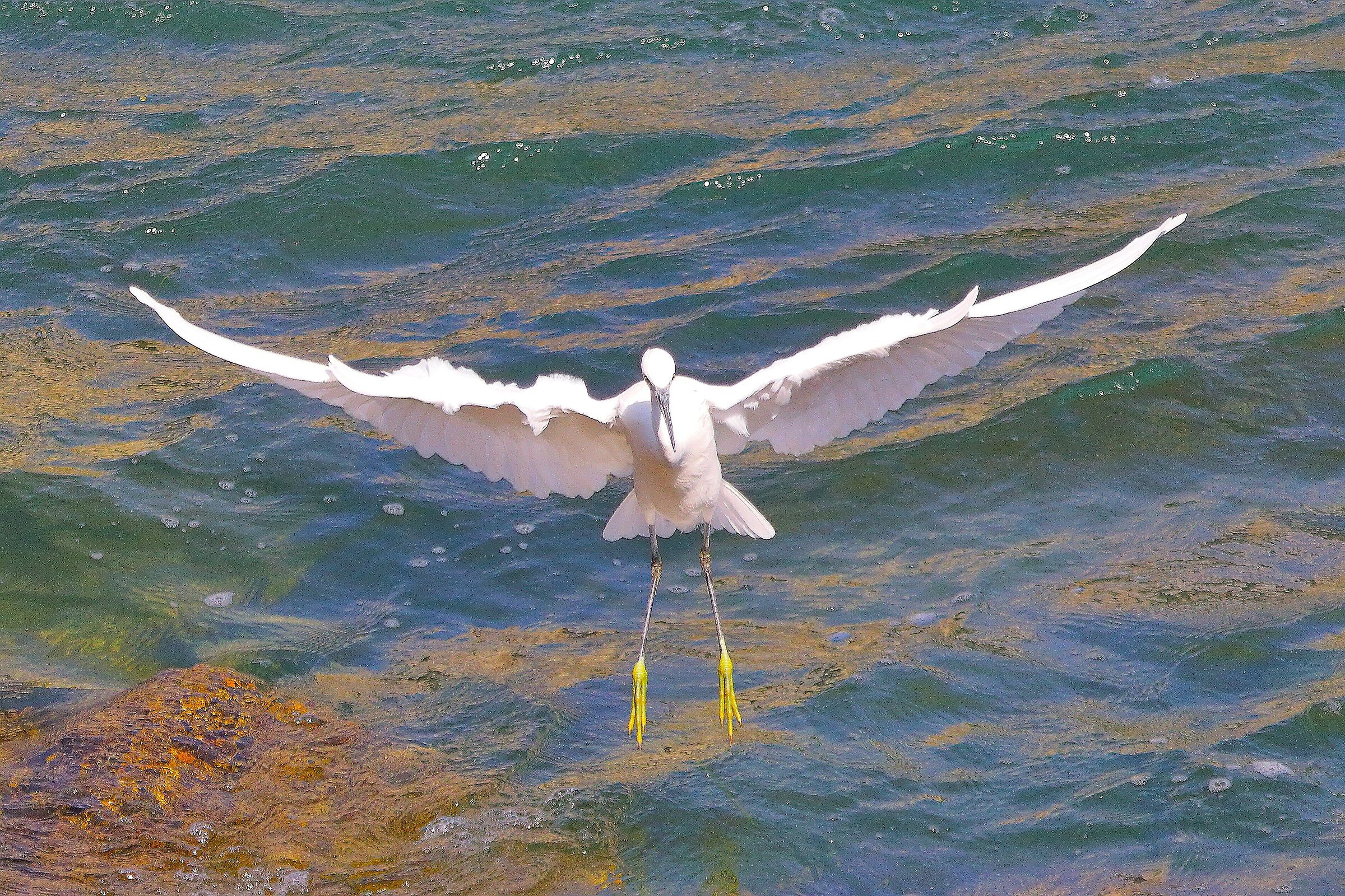 Garzetta 16 settembre 2025 - 0153