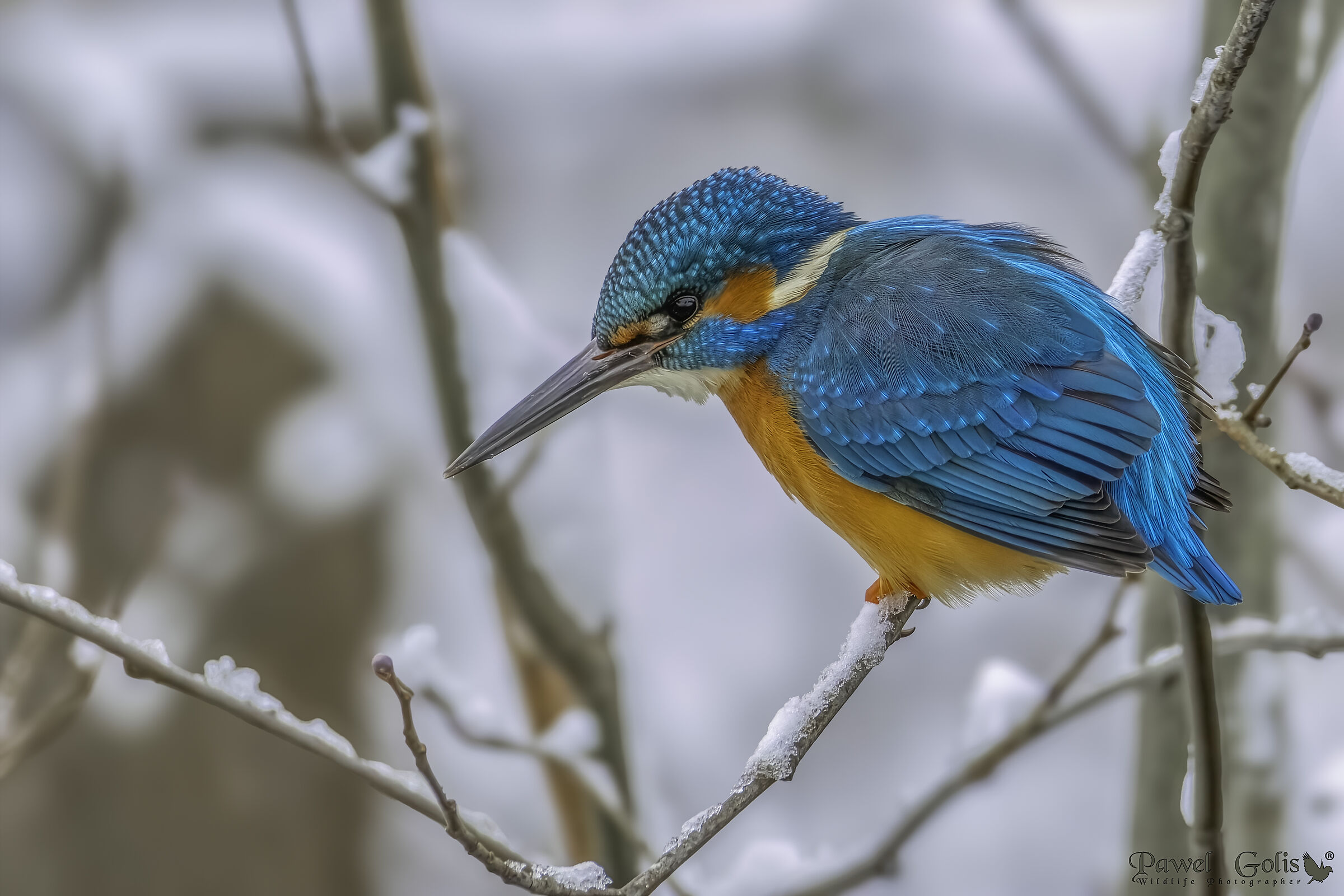 Martin pescatore (Alcedo atthis)