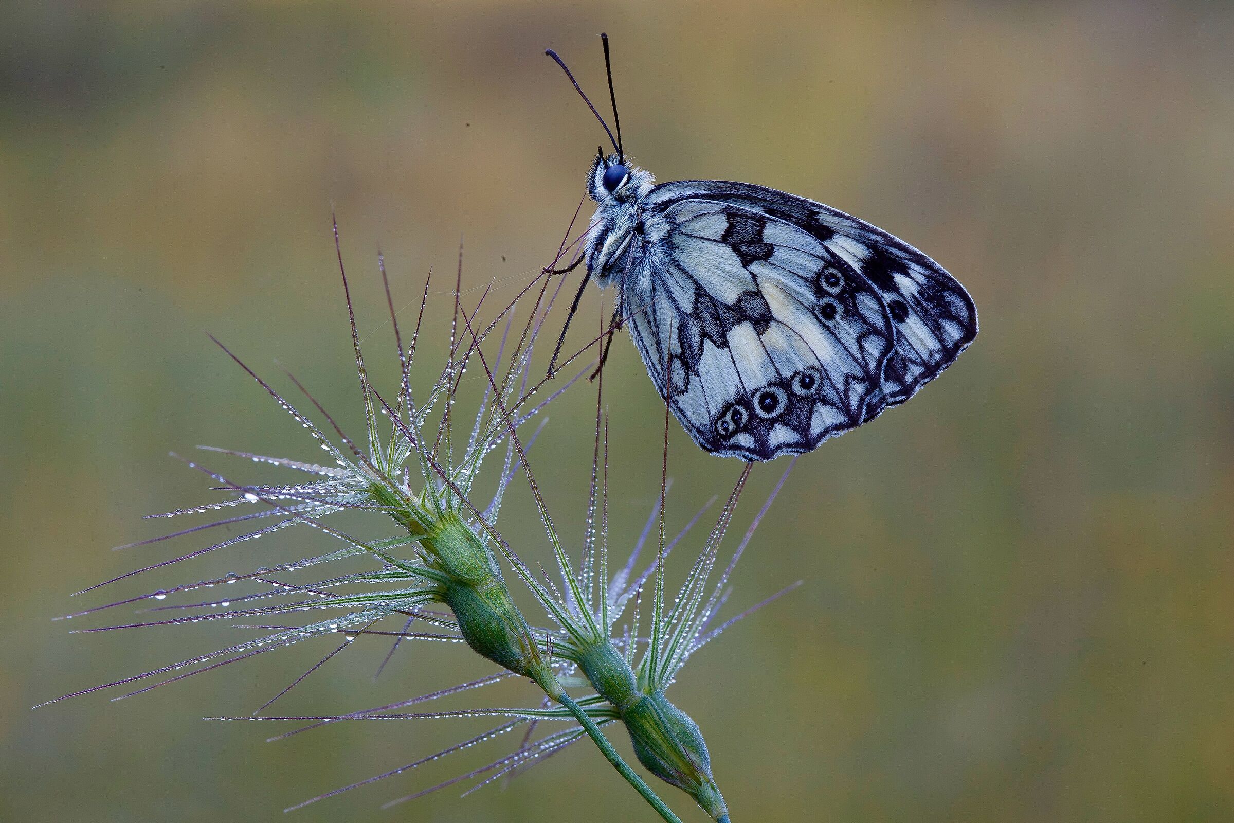 … lightness...