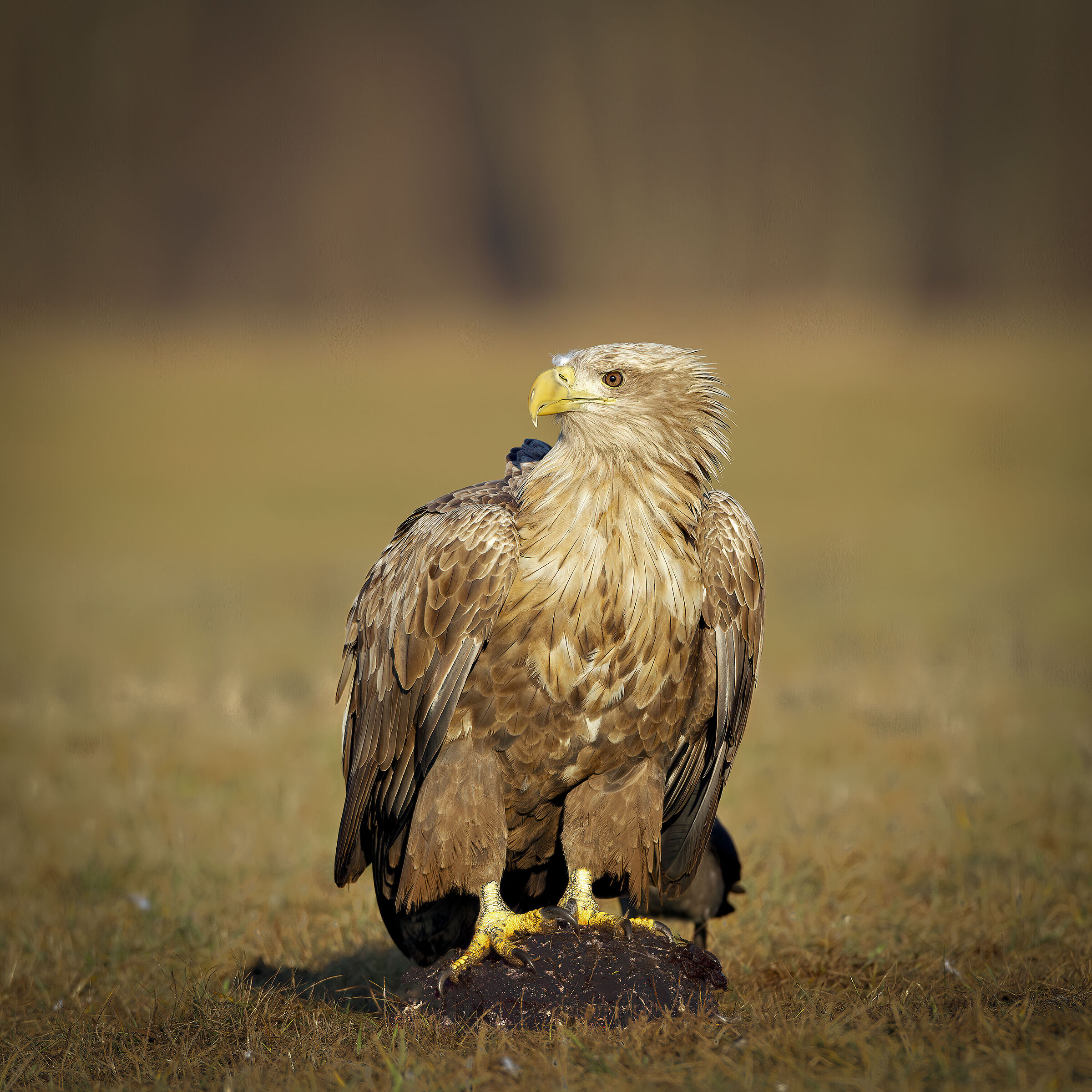 White-tailed sea eagle