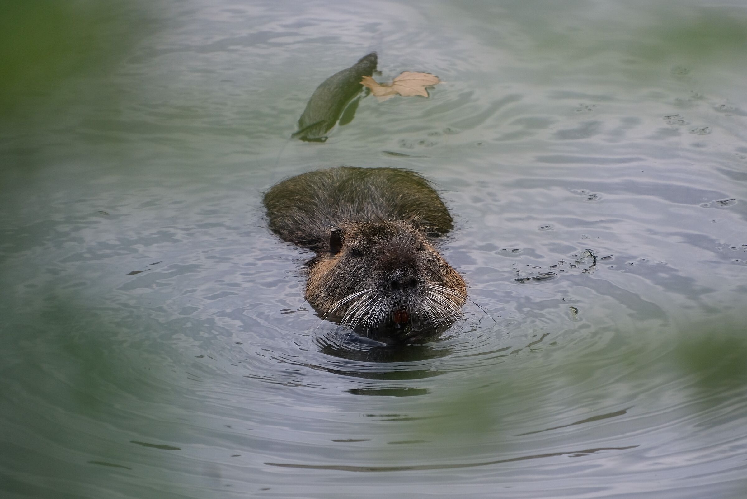 Una nutria nuota nel Tevere