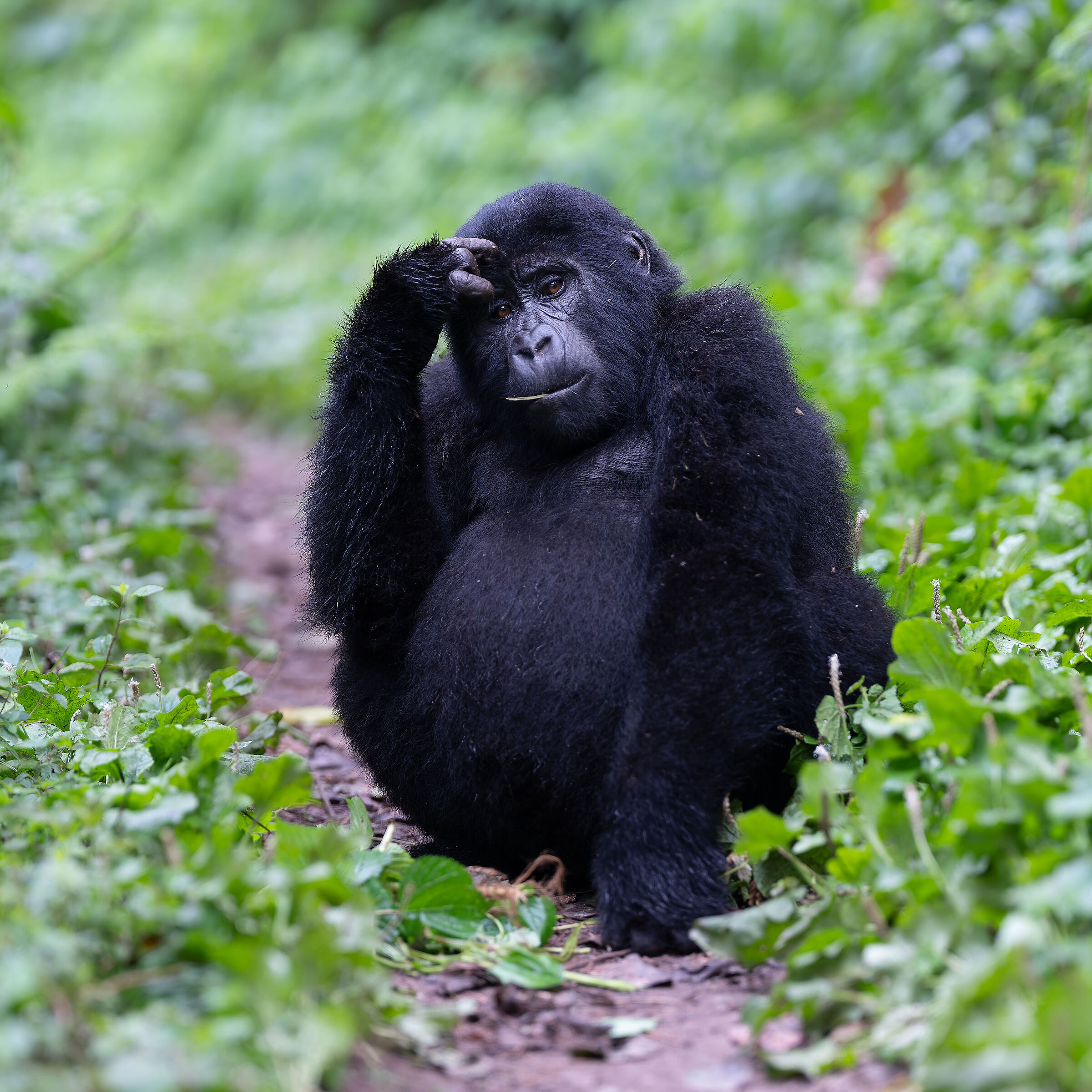 Mountain Gorilla - Uganda