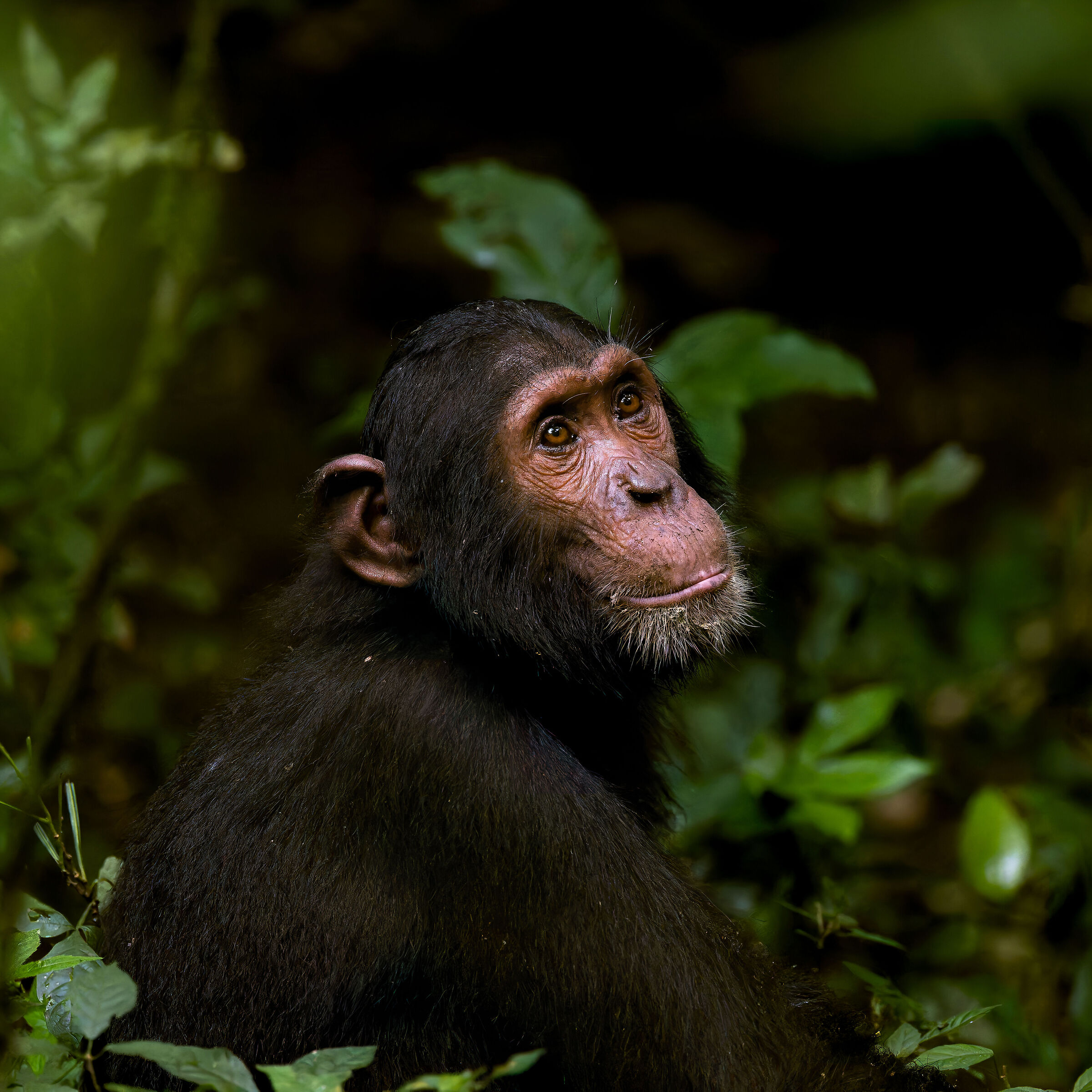 Chimpanzee - Uganda