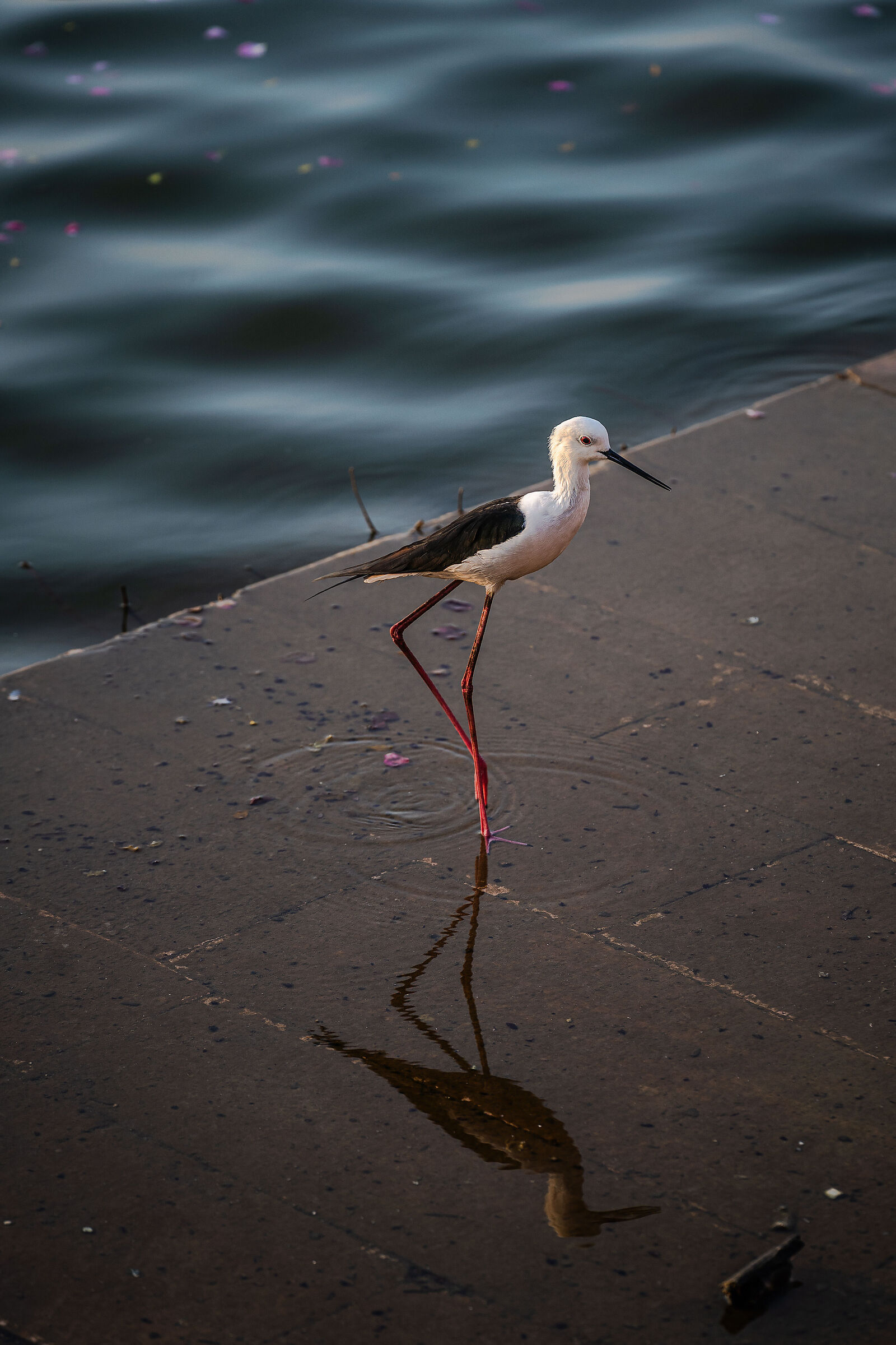 Black winged Stilt