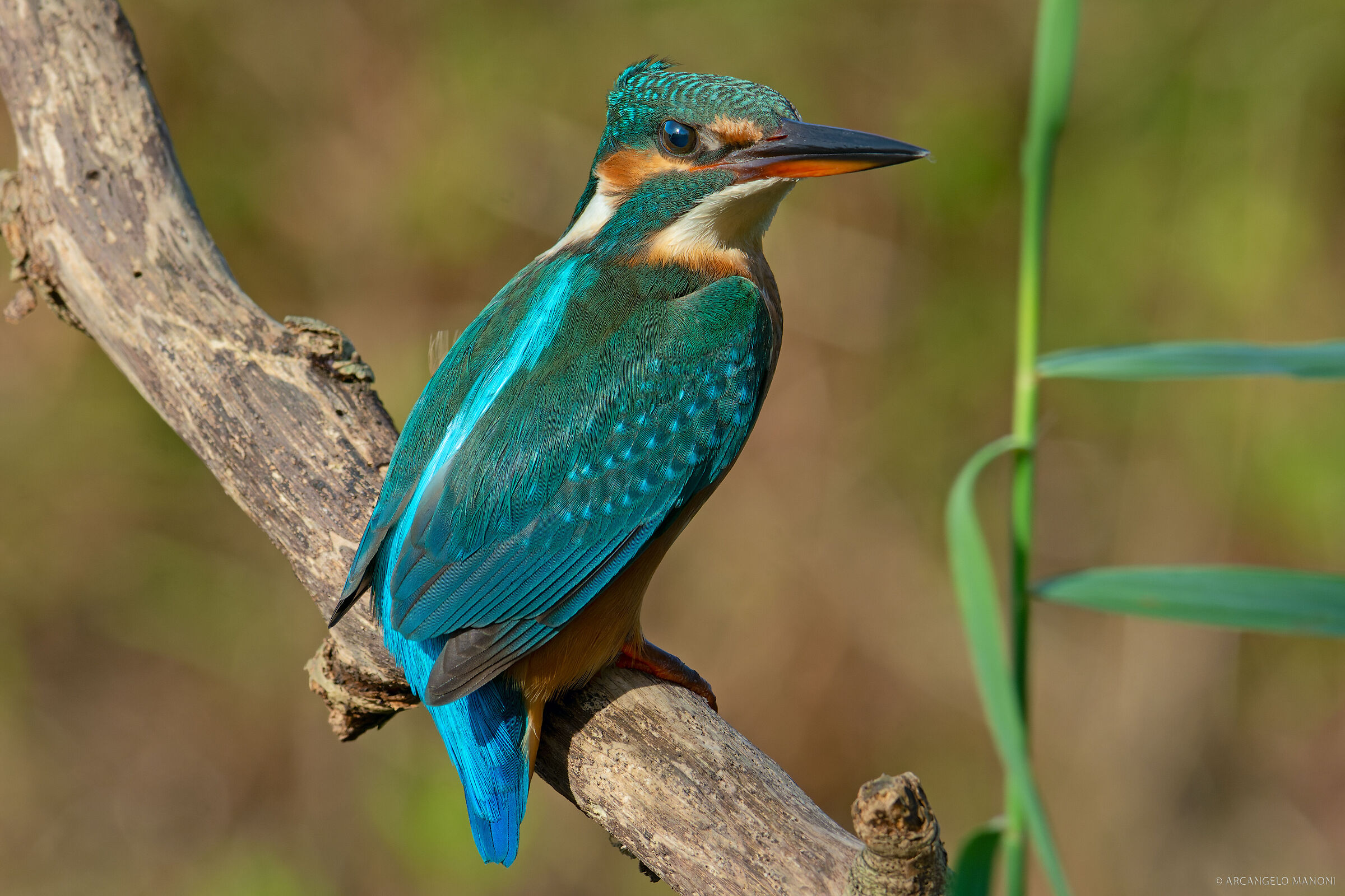 Martin pescatore al vento in poppa