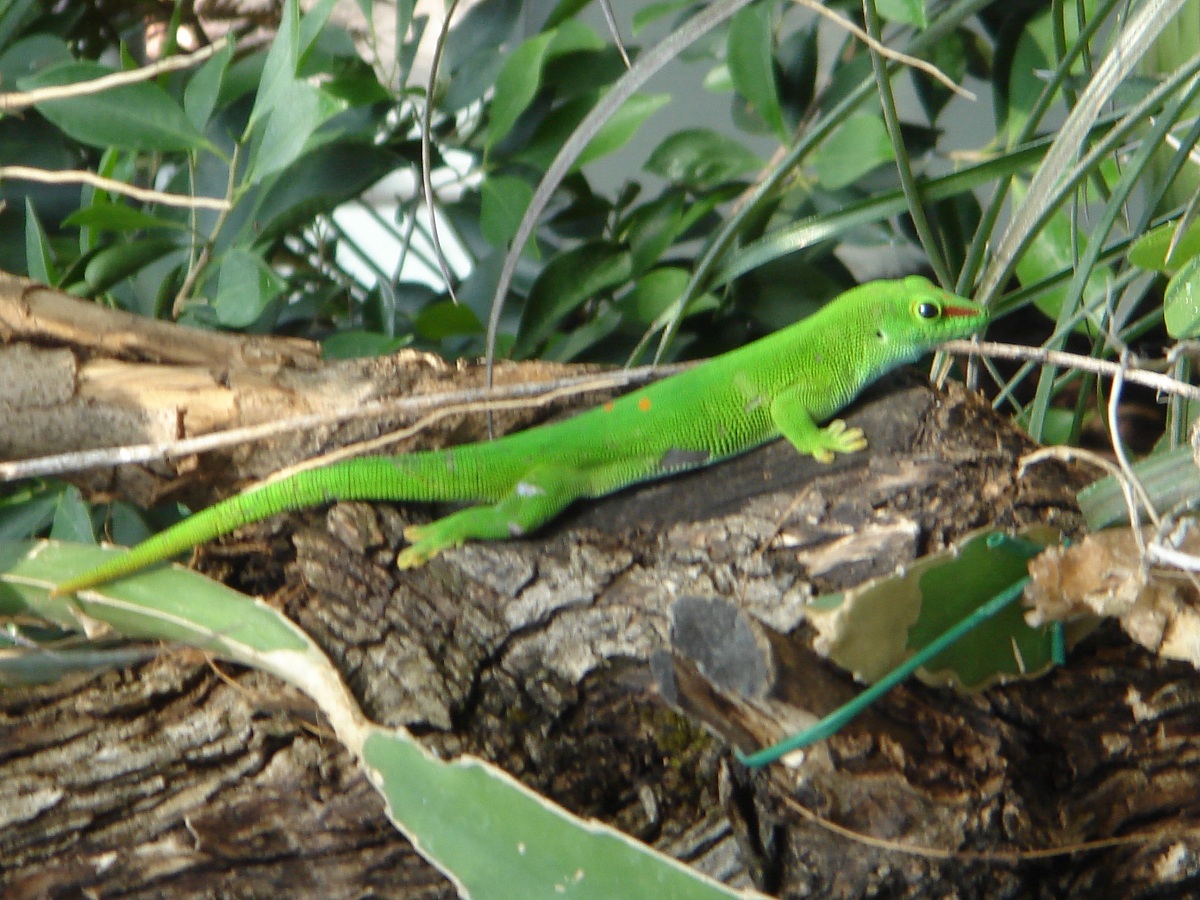 Green lizard