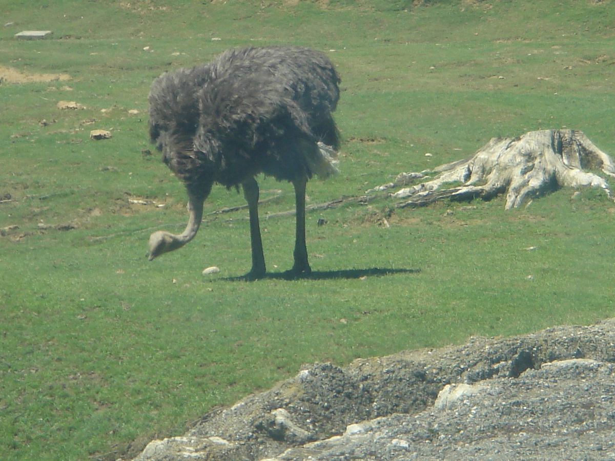 Ostrich