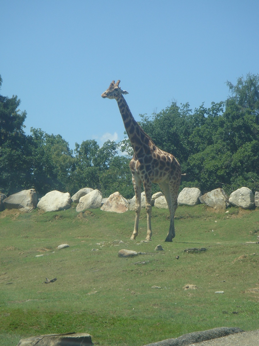 Giraffe