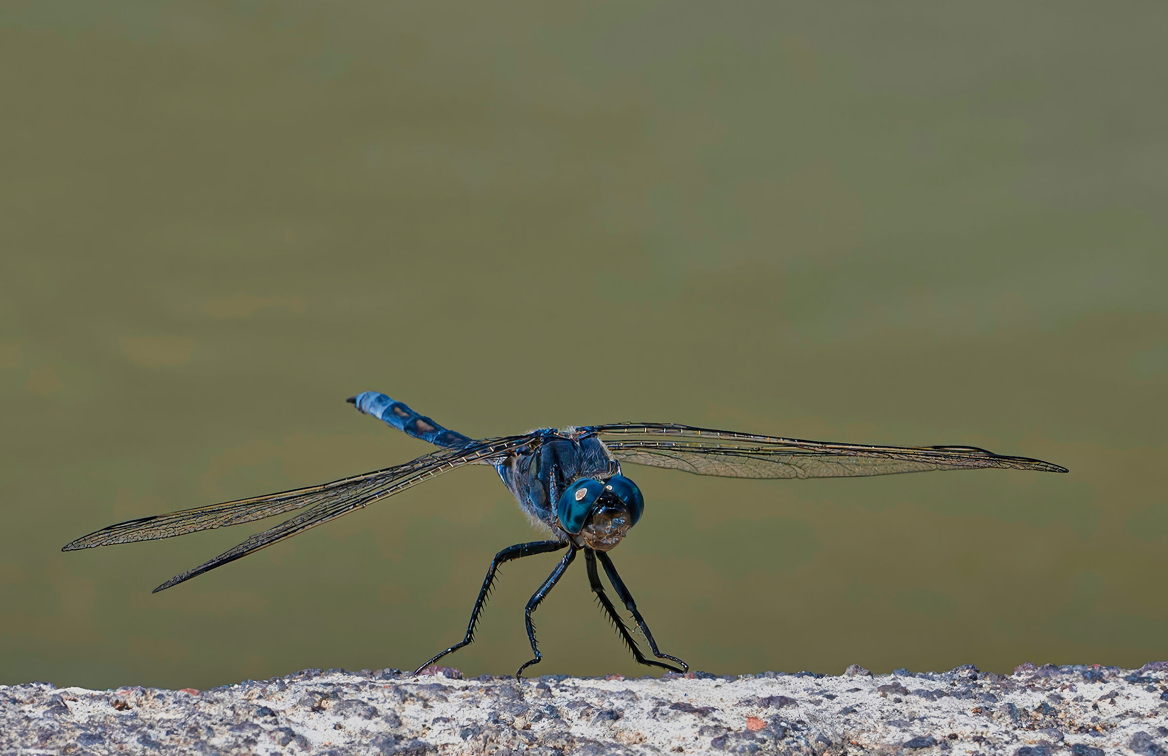 Libellula (Orthetrum taeniolatum)