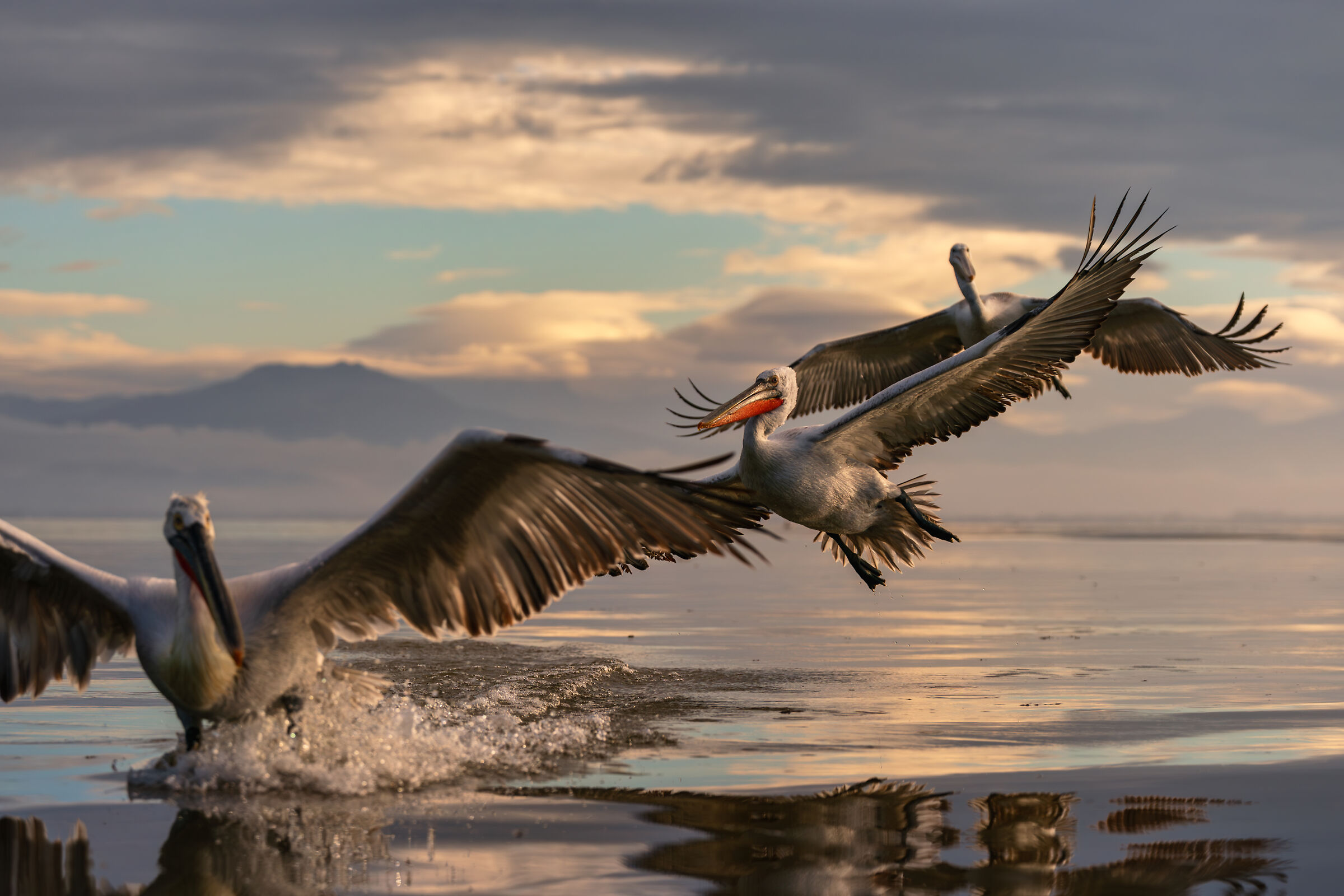Pelican in flight