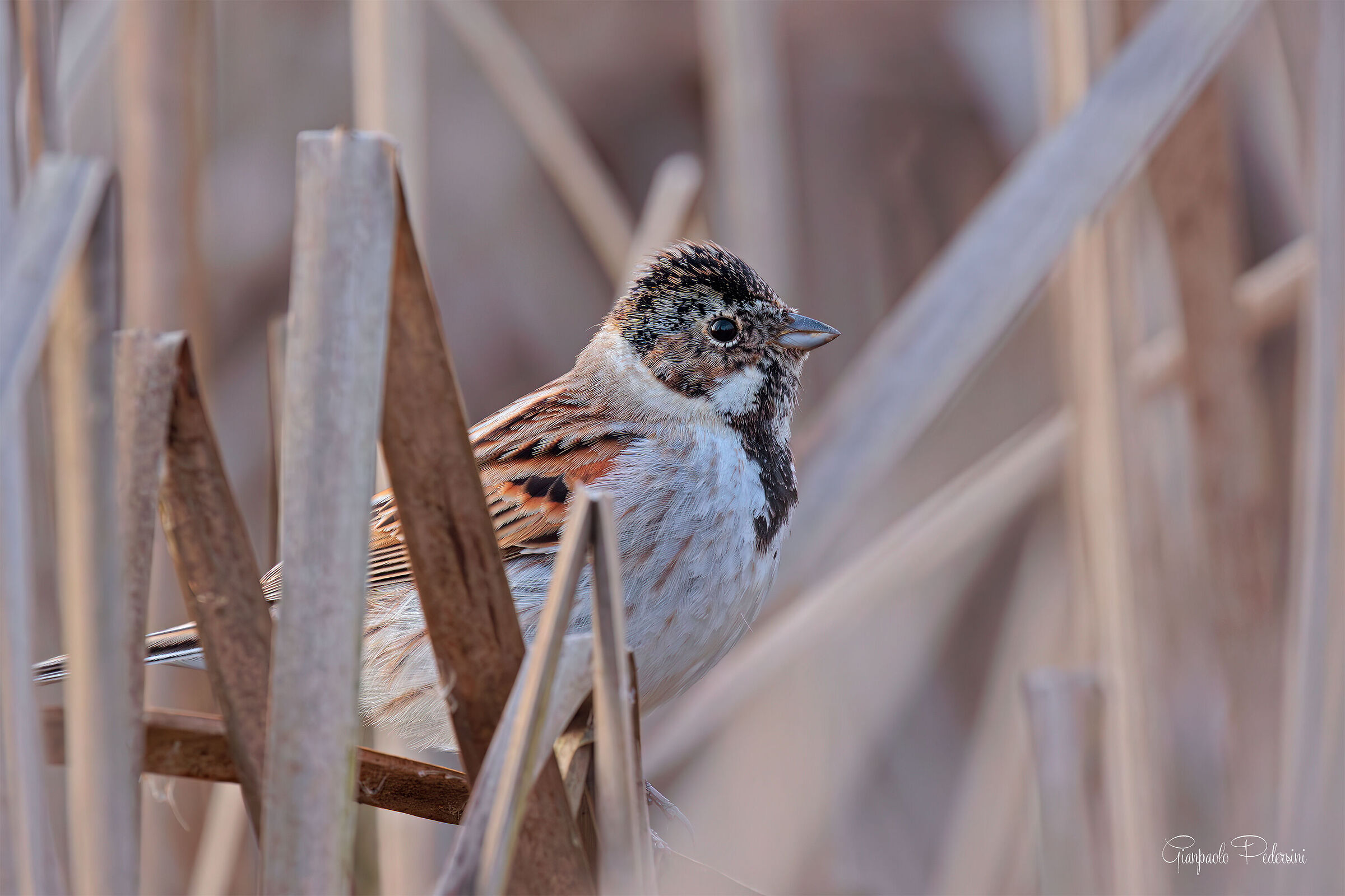 Hidden in the reeds