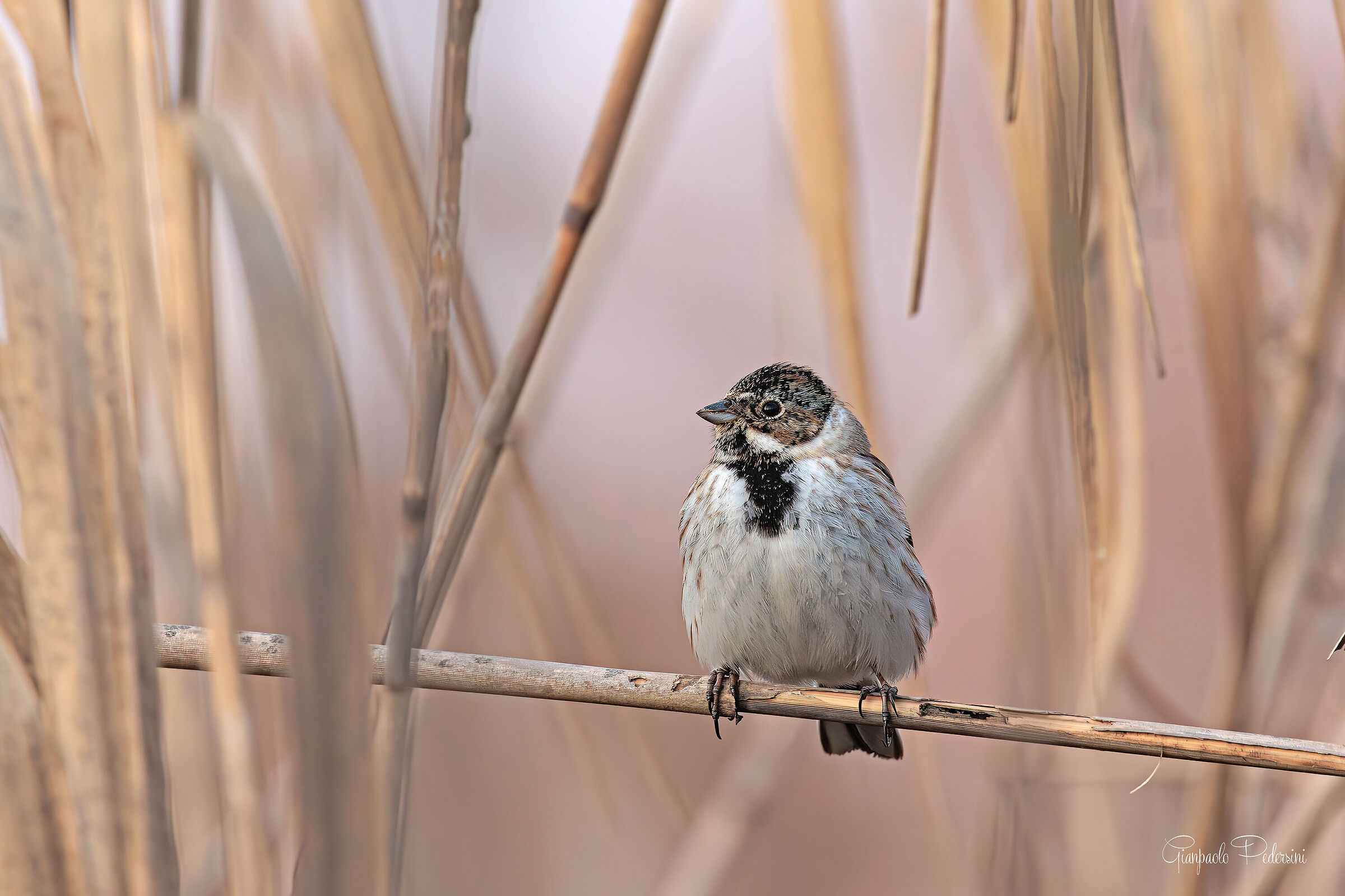 At sunset