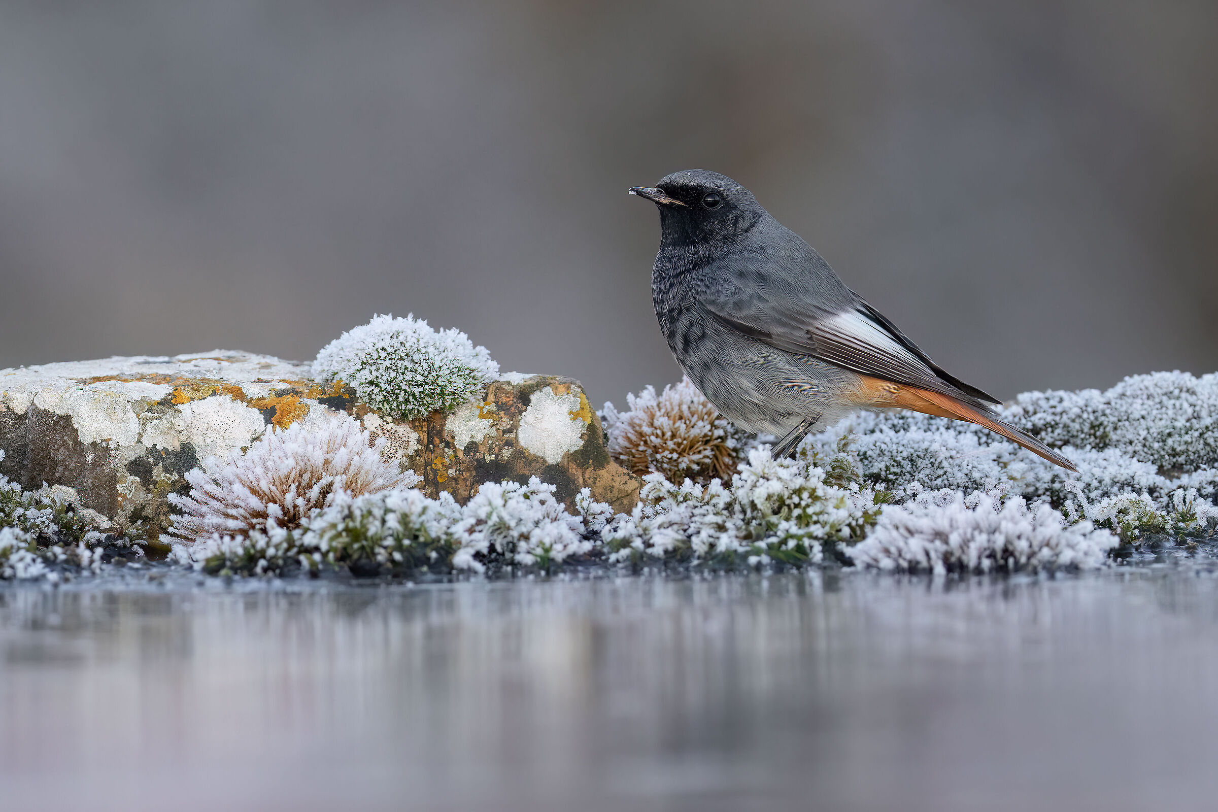 Chimney Sweep Redstart