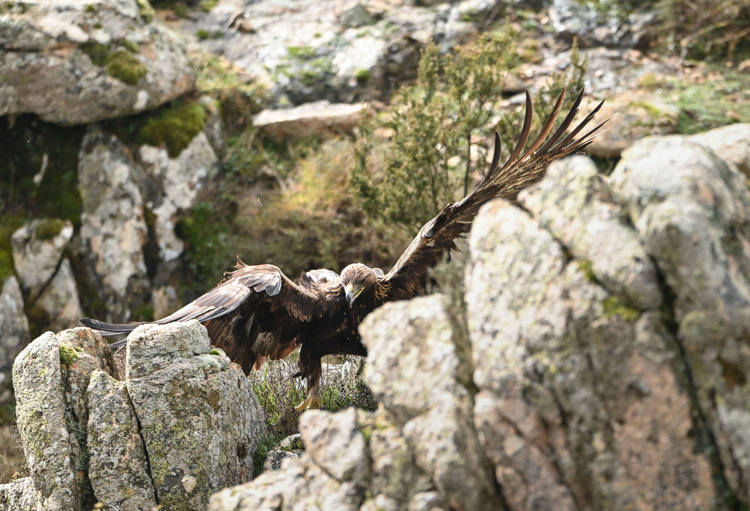 Golden eagle