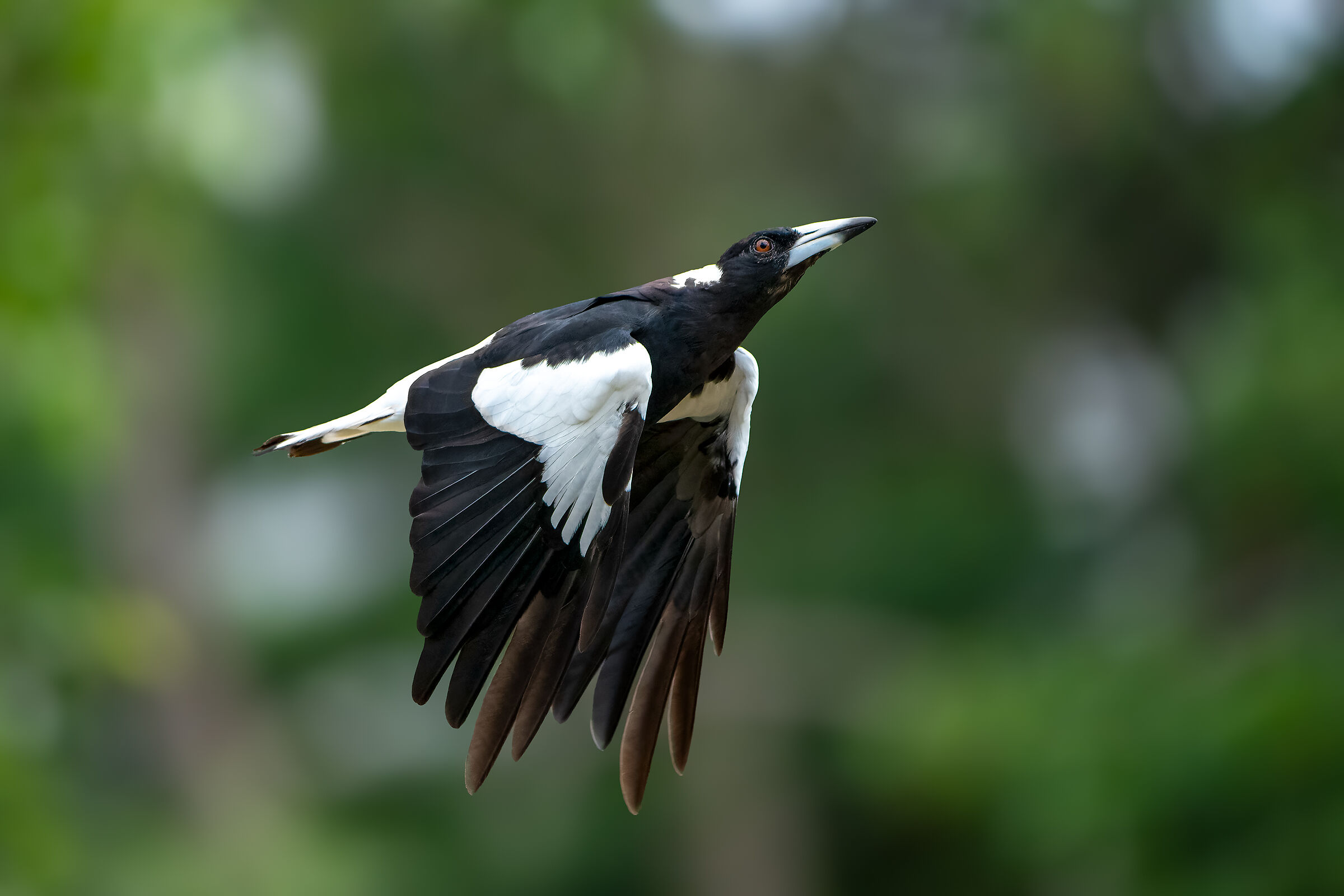 Gazza australiana (Gymnorhina tibicen)