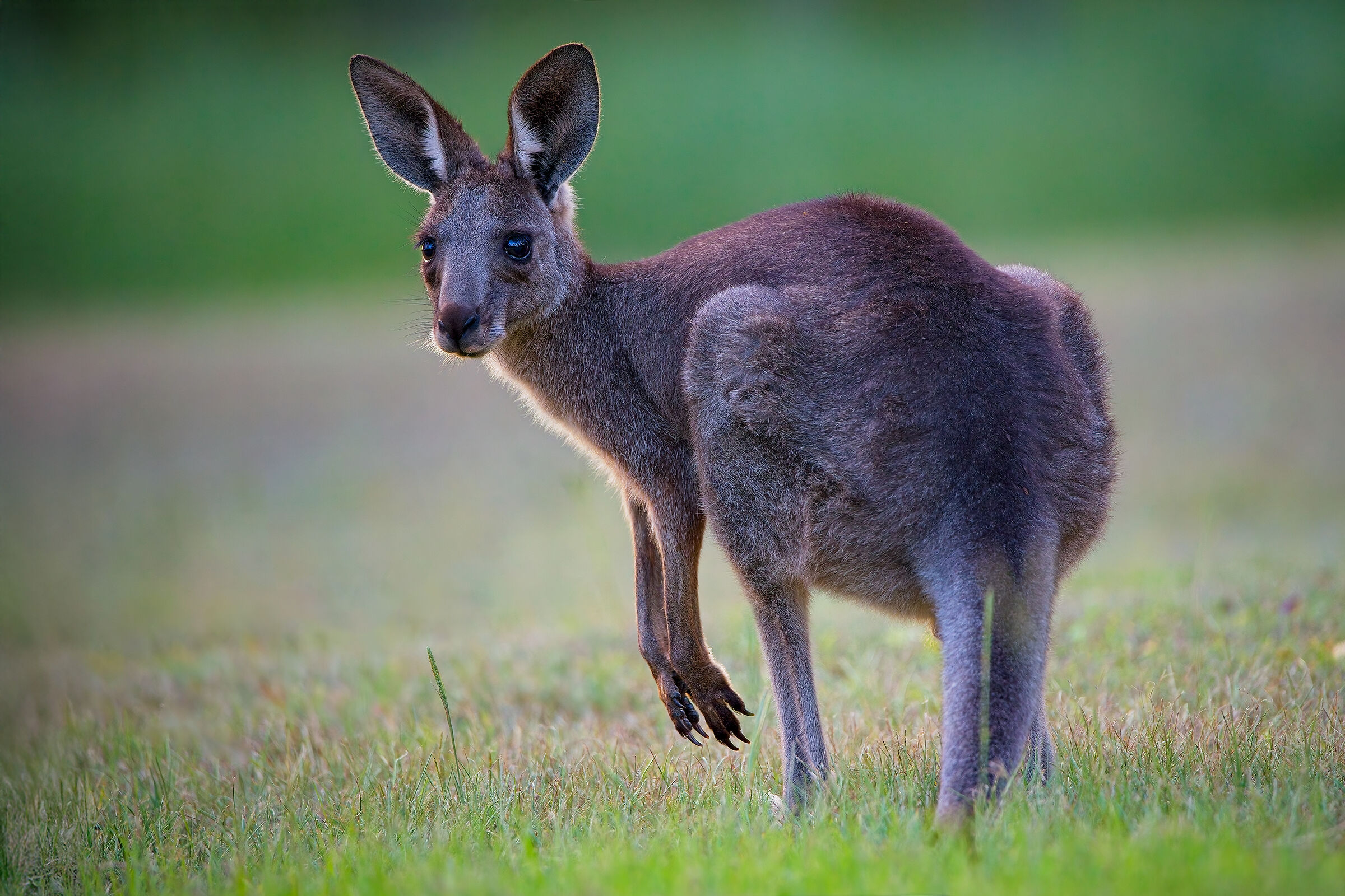 Bennet's Wallaby