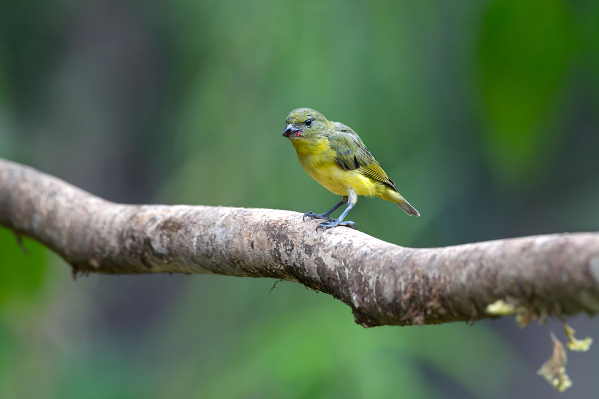 Eufonia beccoforte femmina