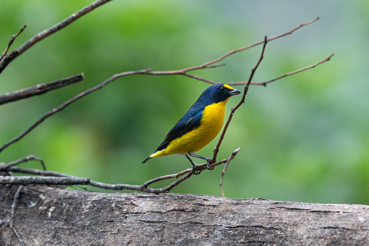 Eufonia beccoforte maschio