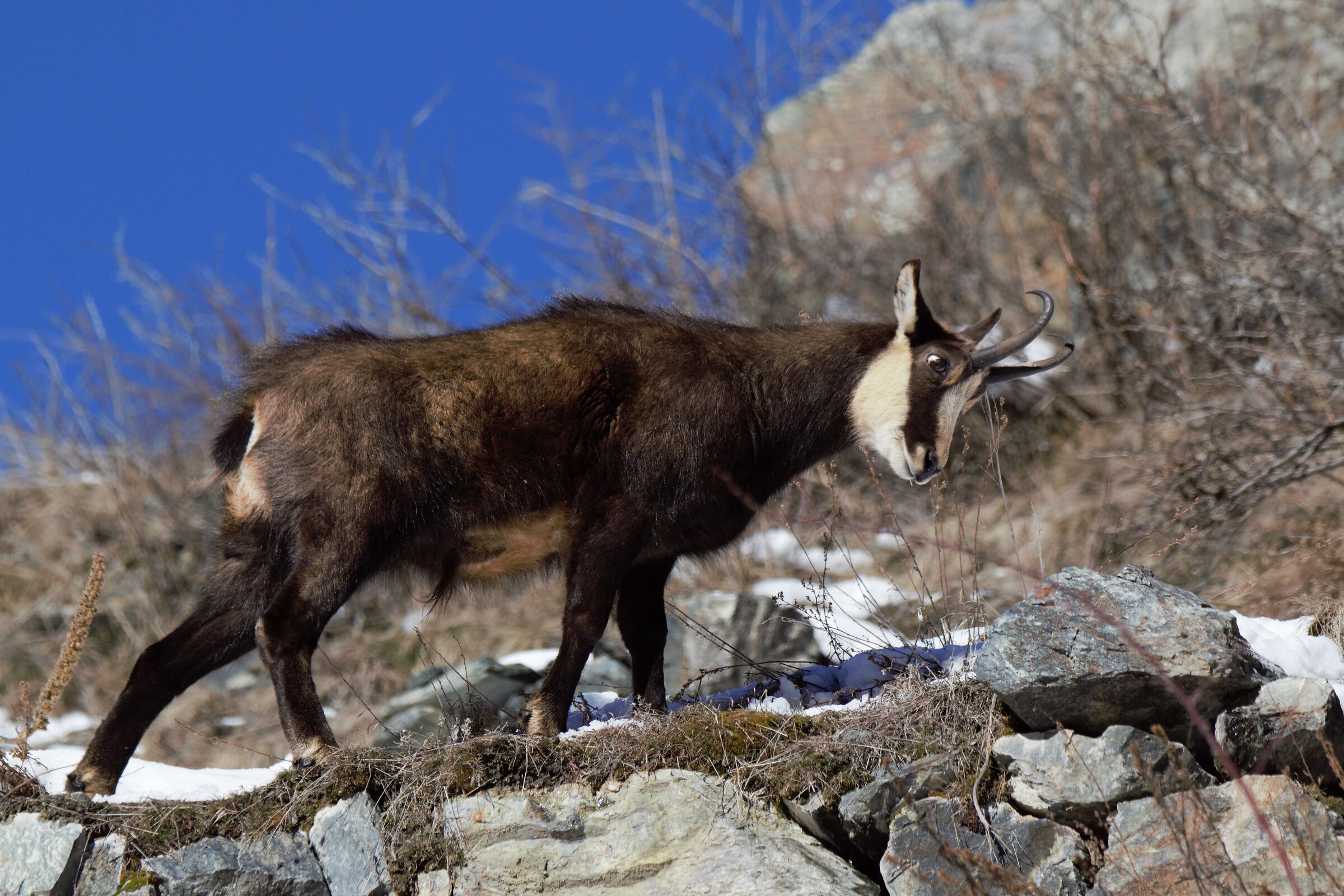 Camoscio territoriale