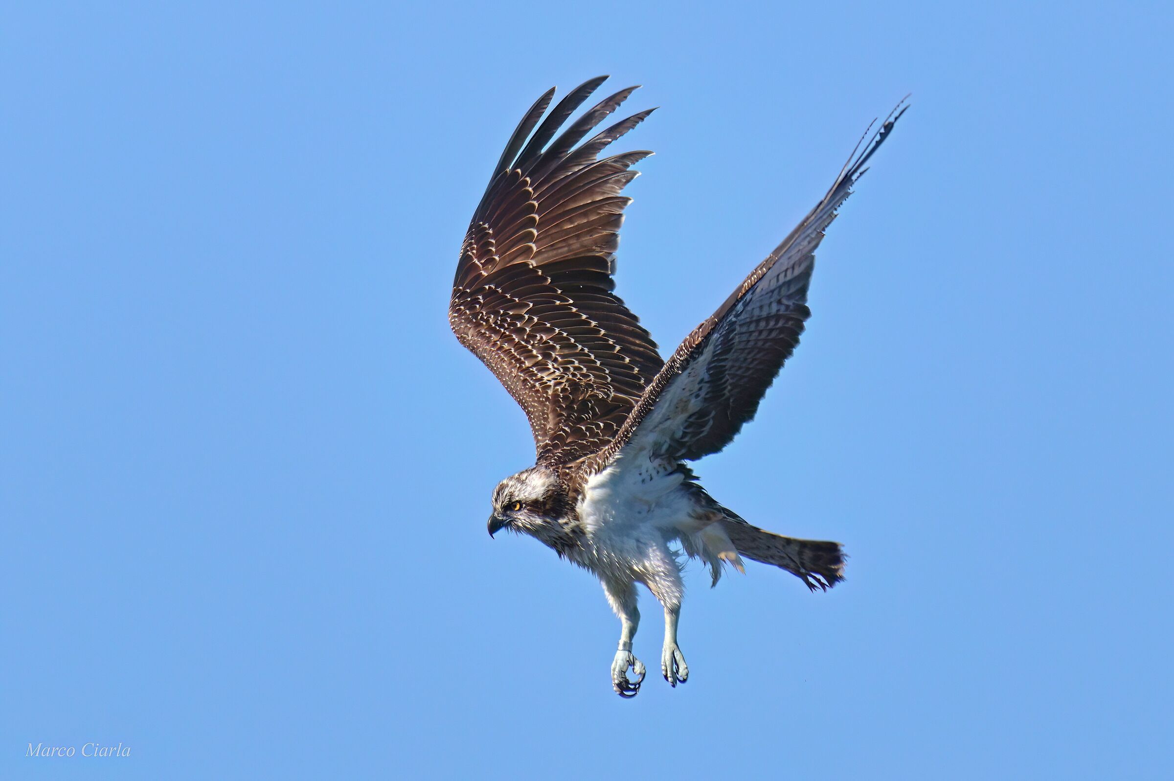 Falco pescatore (Pandion haliaetus)