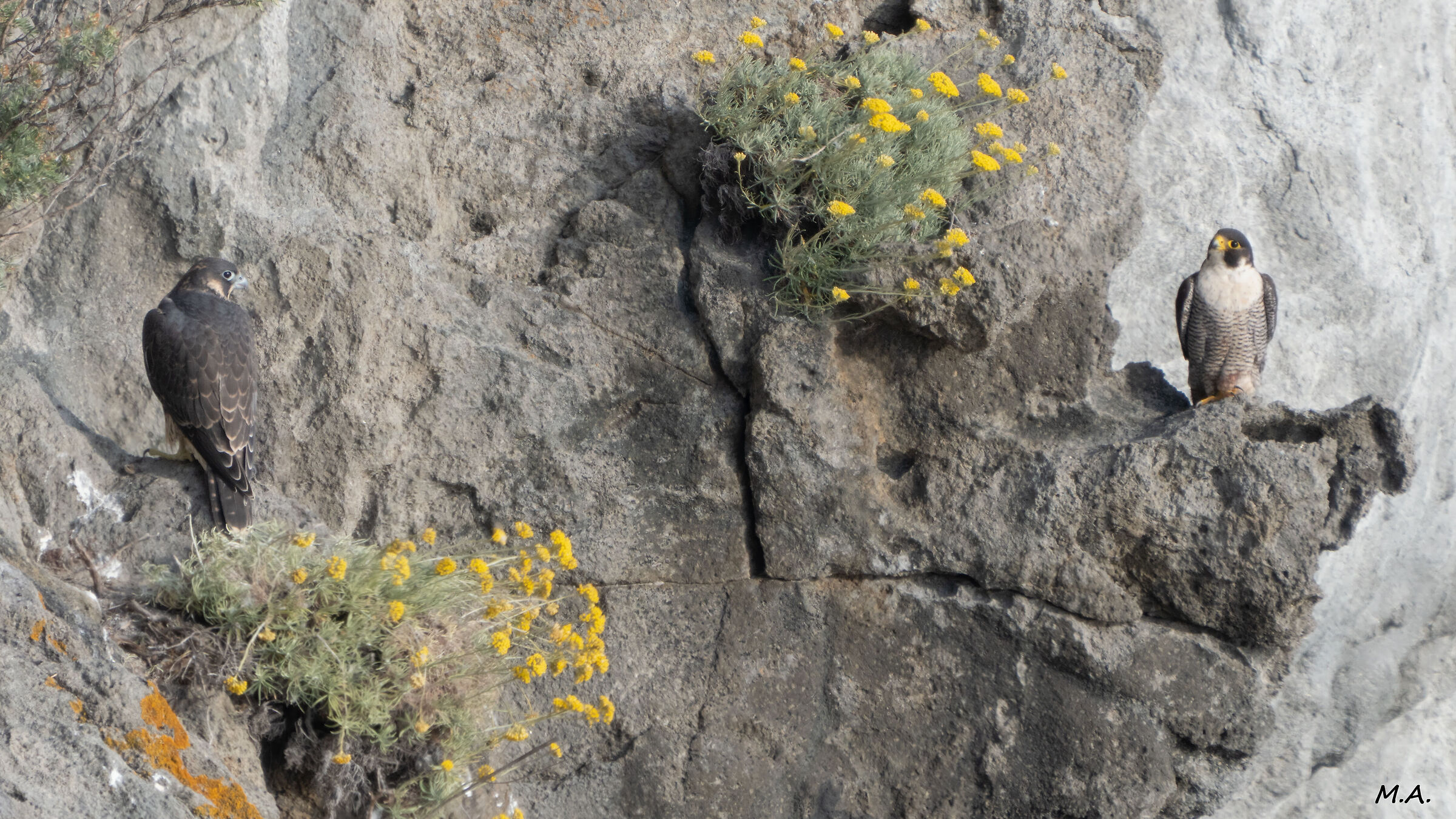 Falchi pellegrini - Padre e figlia su falesia