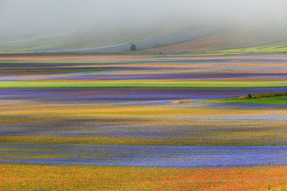 Flowering Castelluccio di Norcia