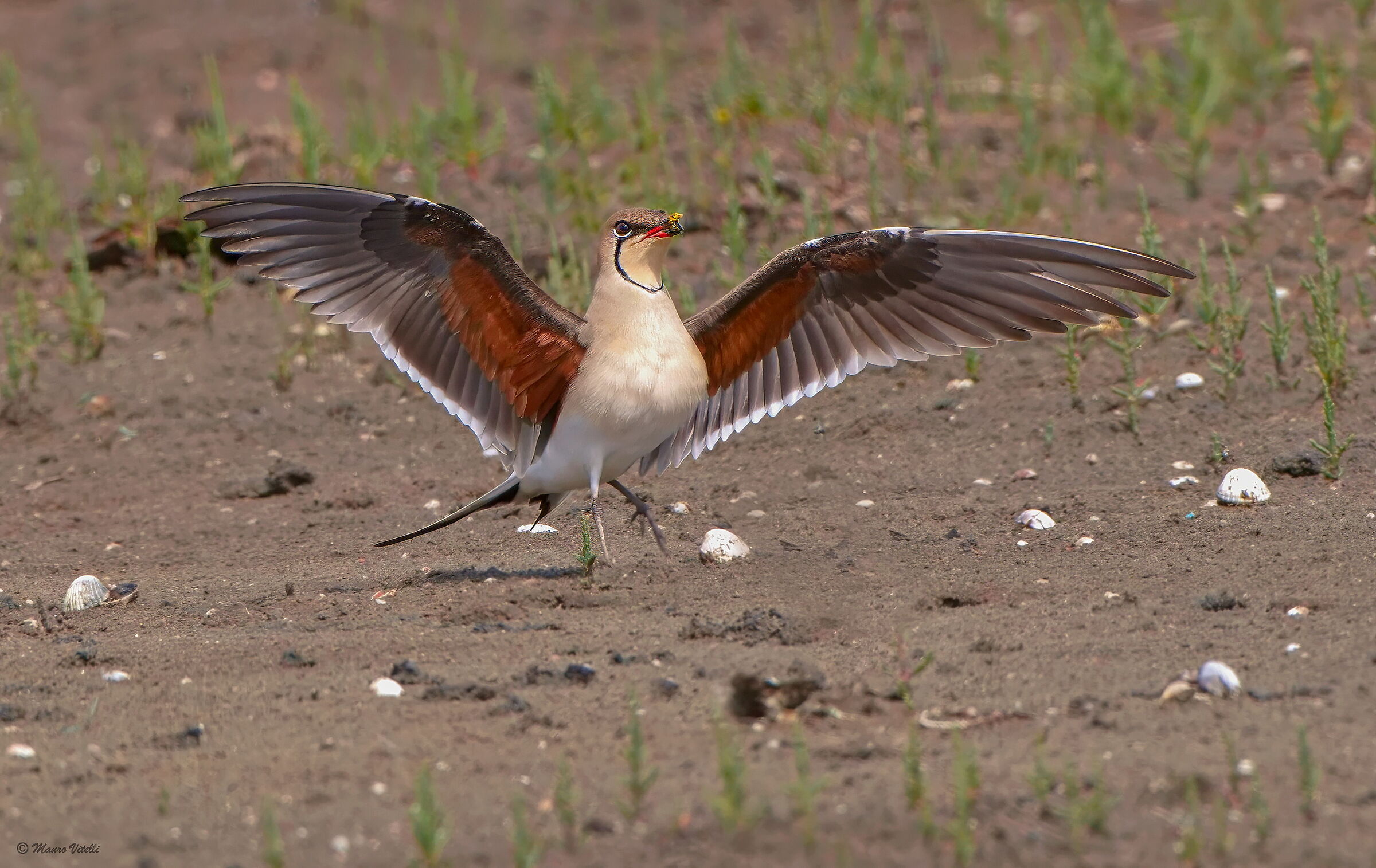 Sea partridge (Glareola pratincola)